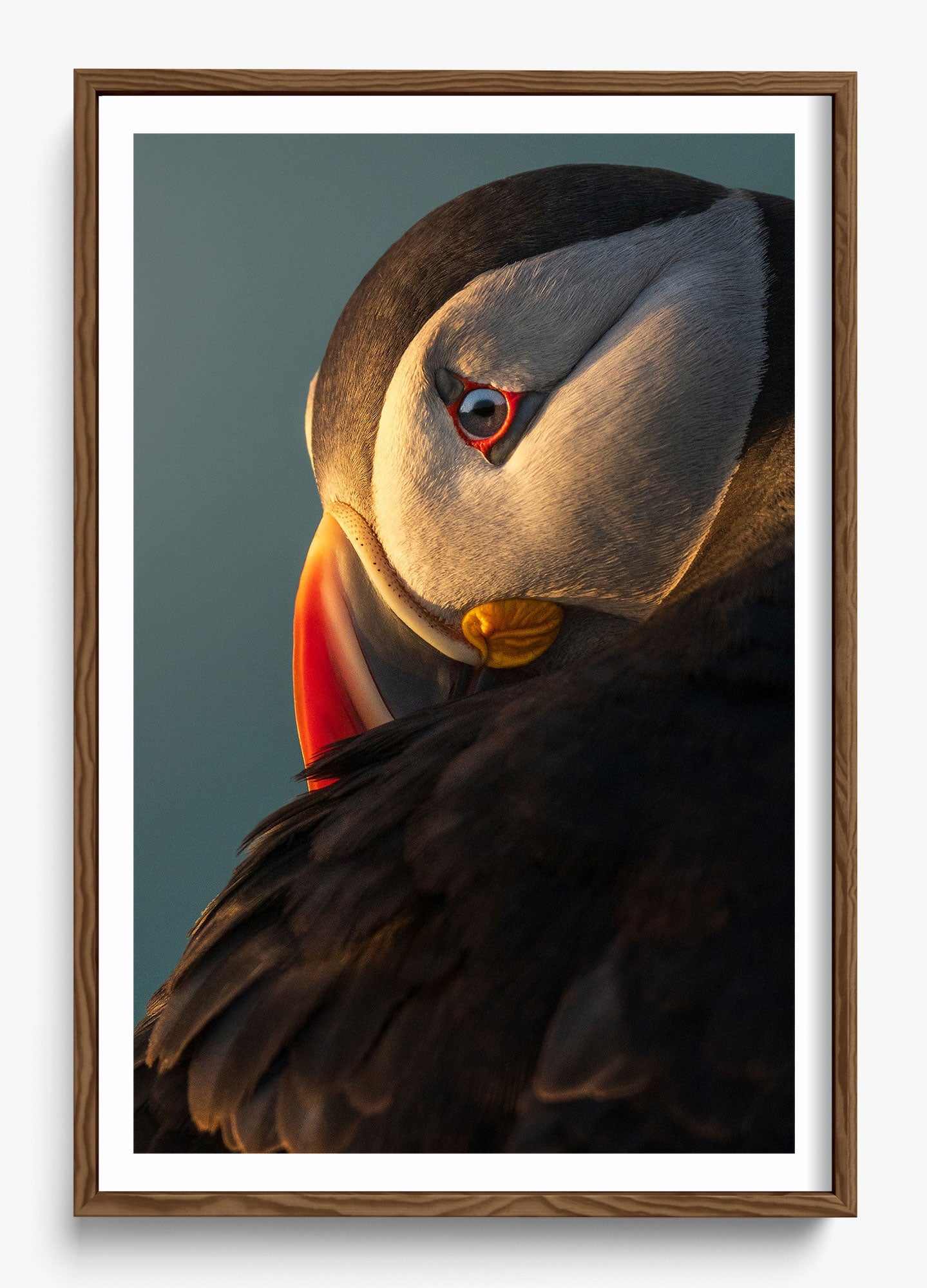 The Irish Puffin