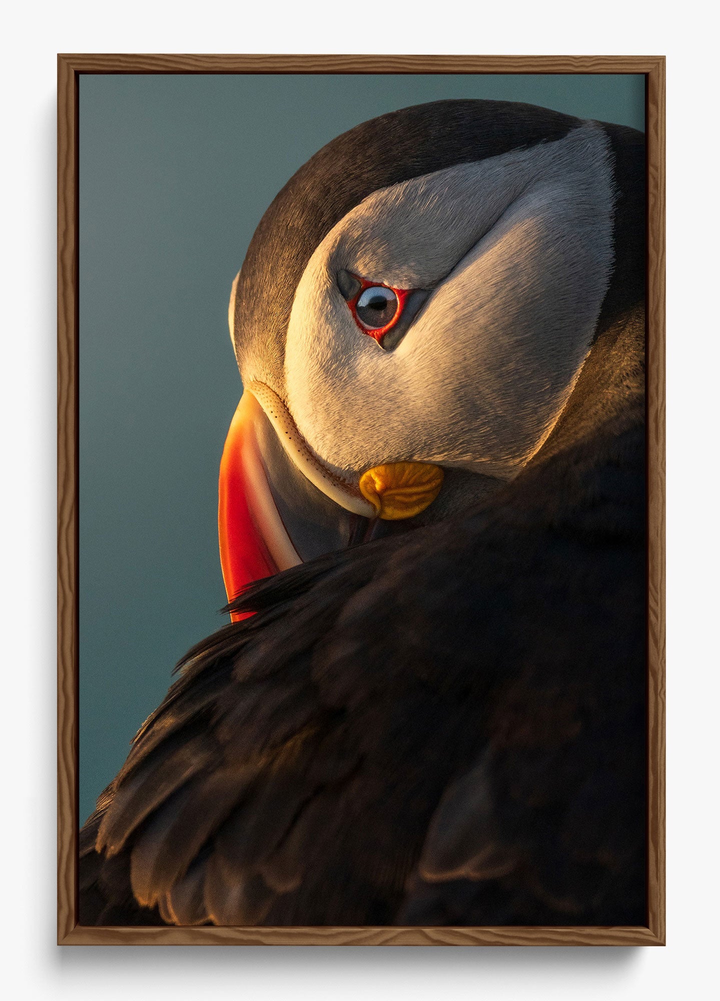 The Irish Puffin