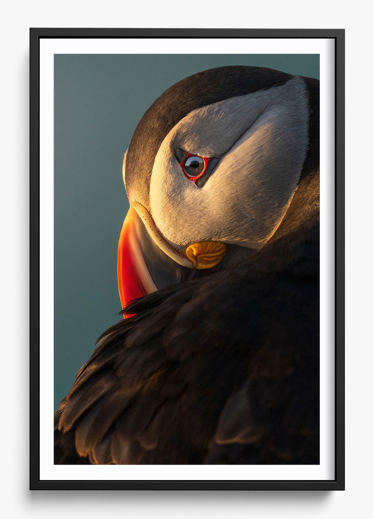 The Irish Puffin