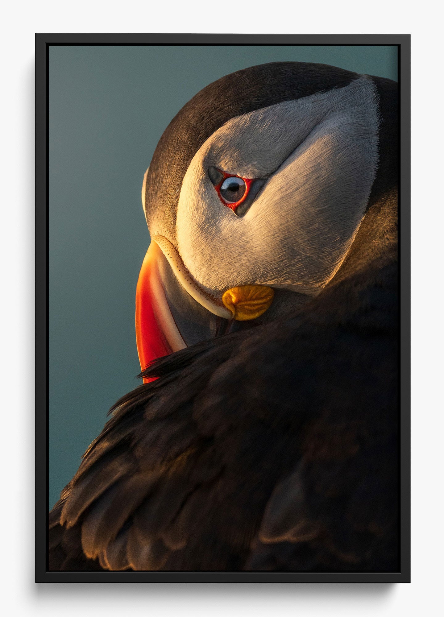 The Irish Puffin