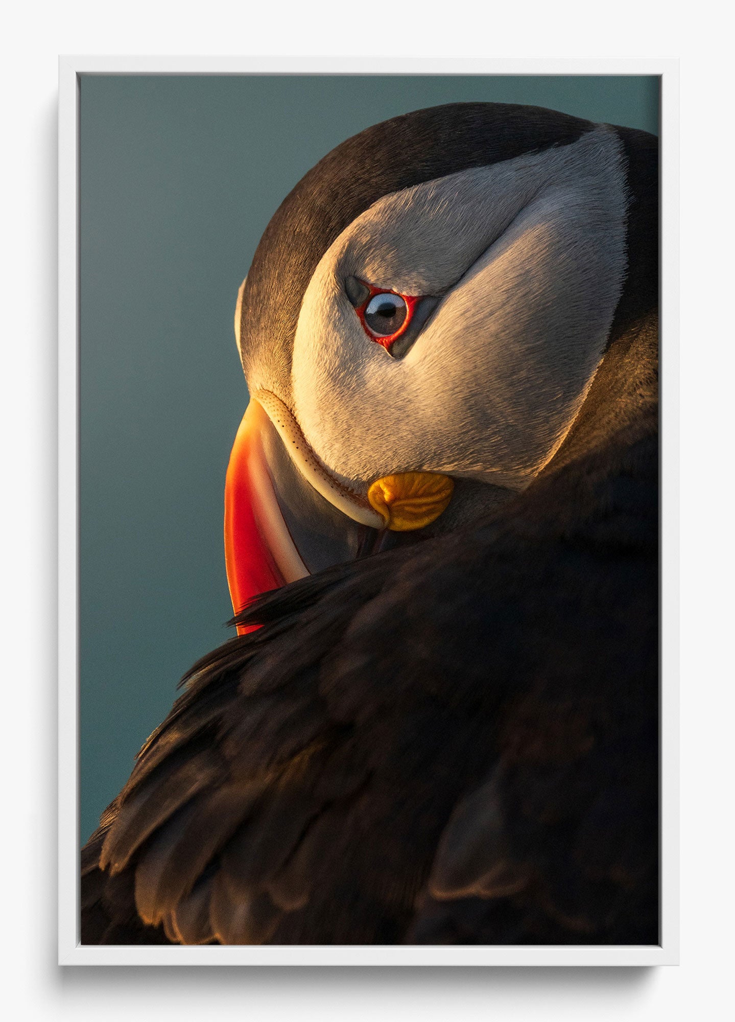 The Irish Puffin
