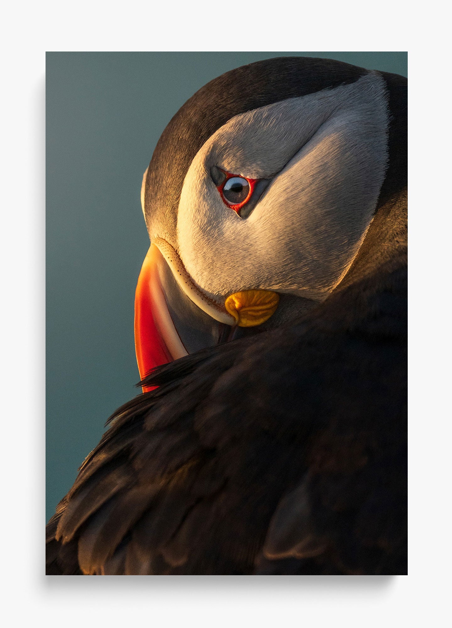 The Irish Puffin