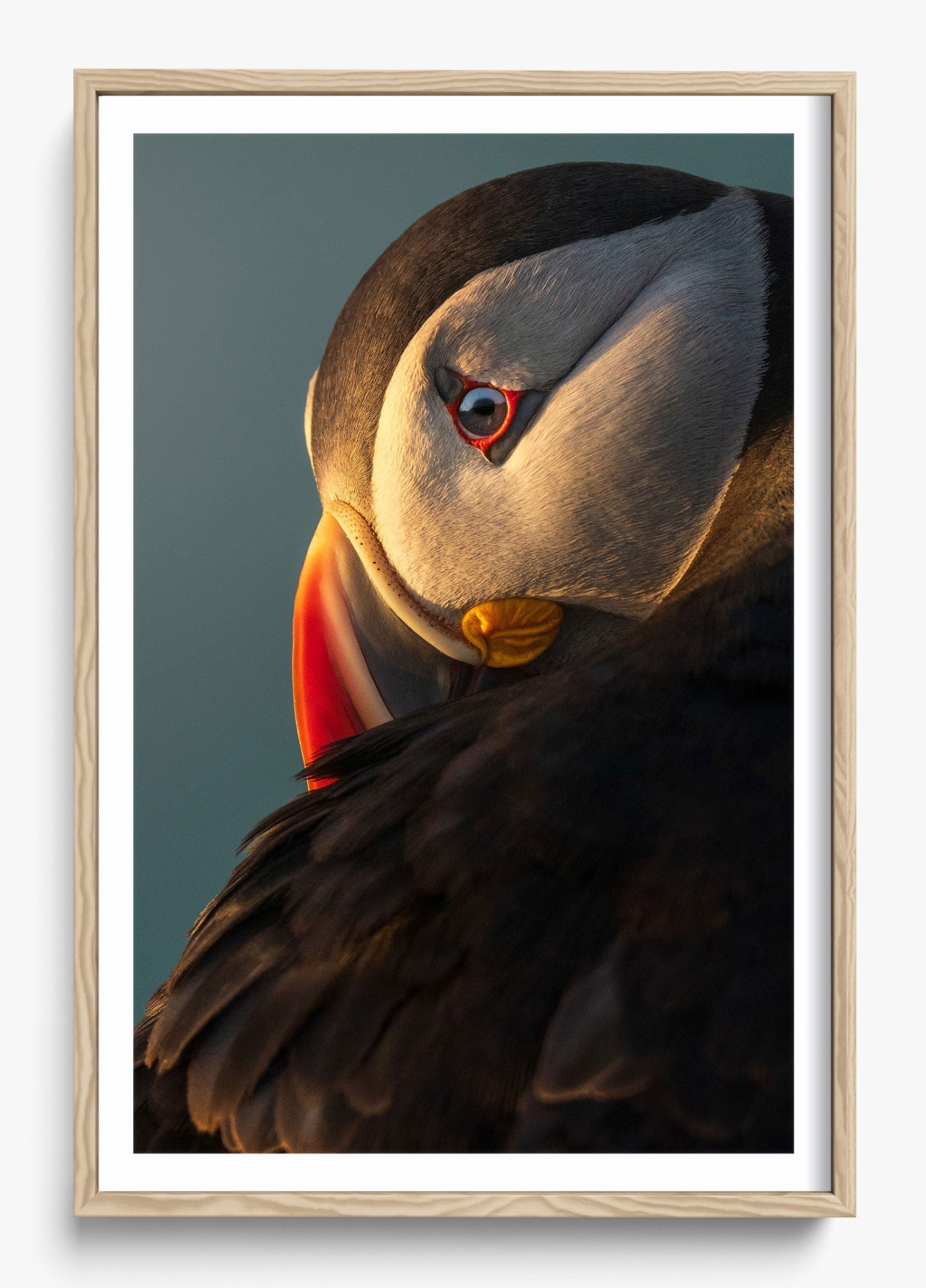 The Irish Puffin