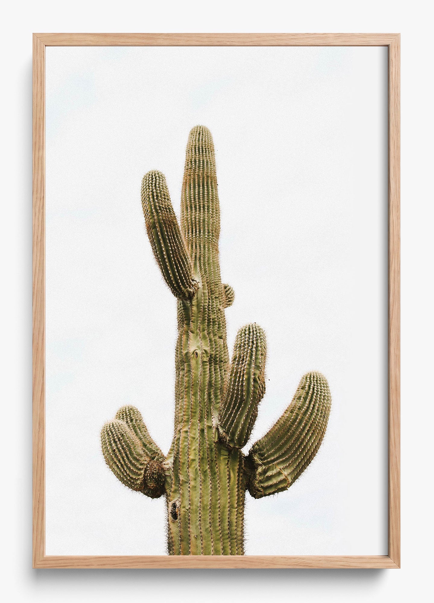 Saguaro
