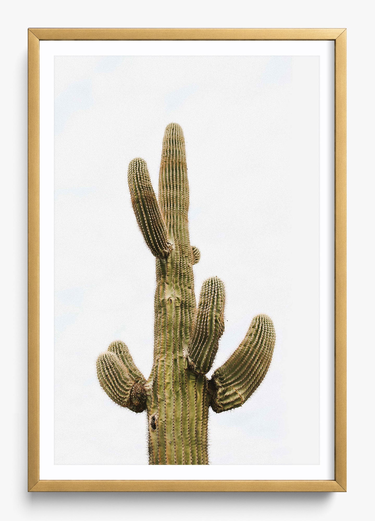 Saguaro