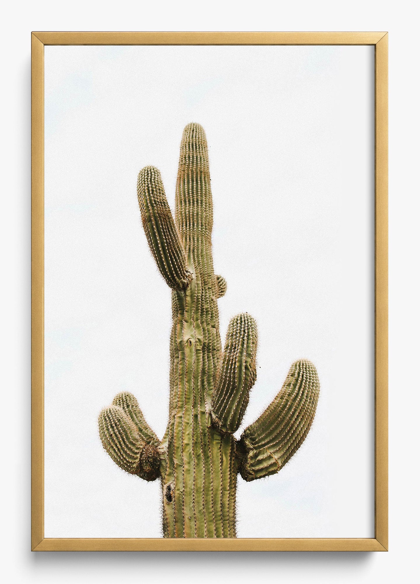 Saguaro