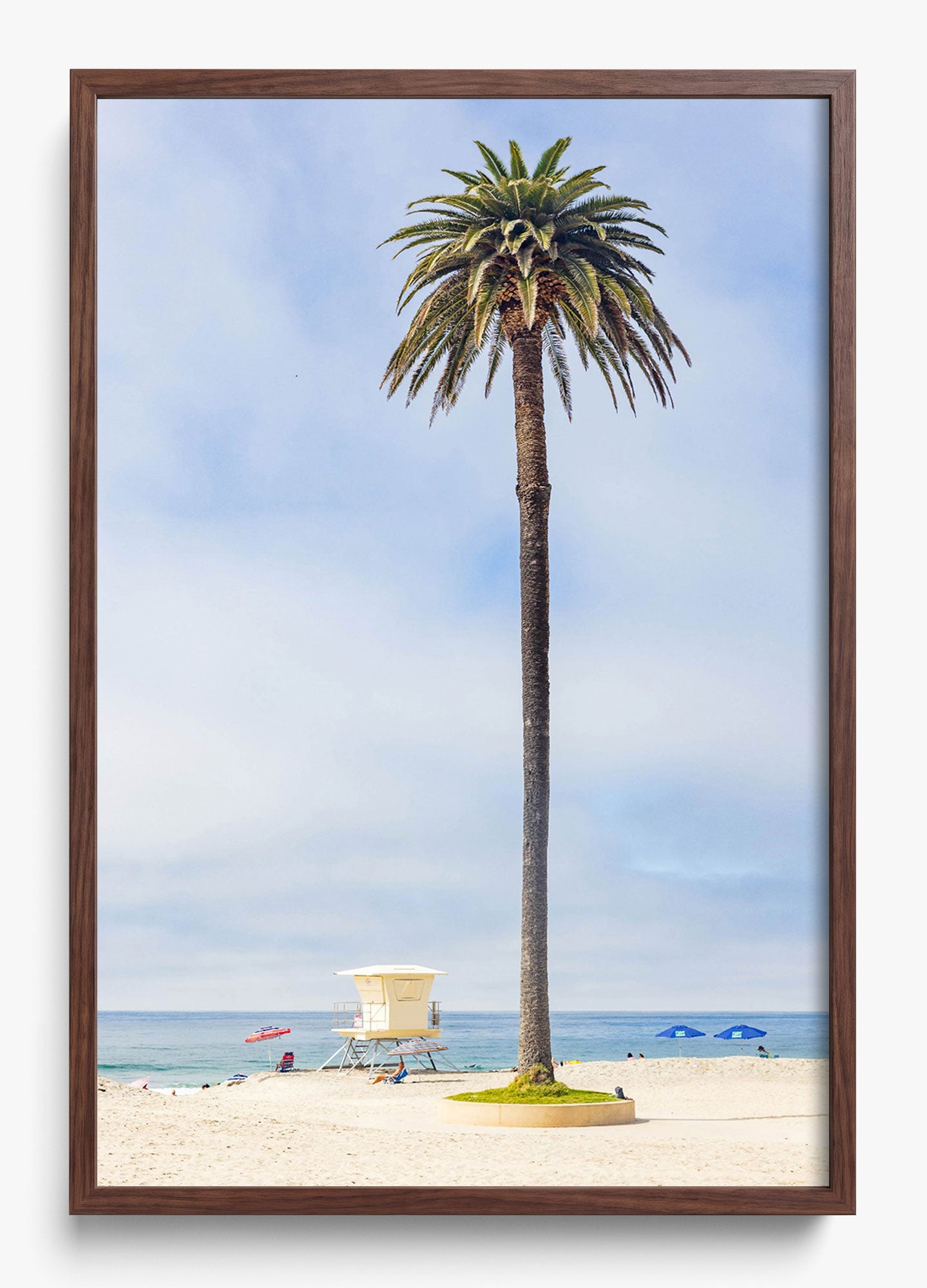 San Diego Palms