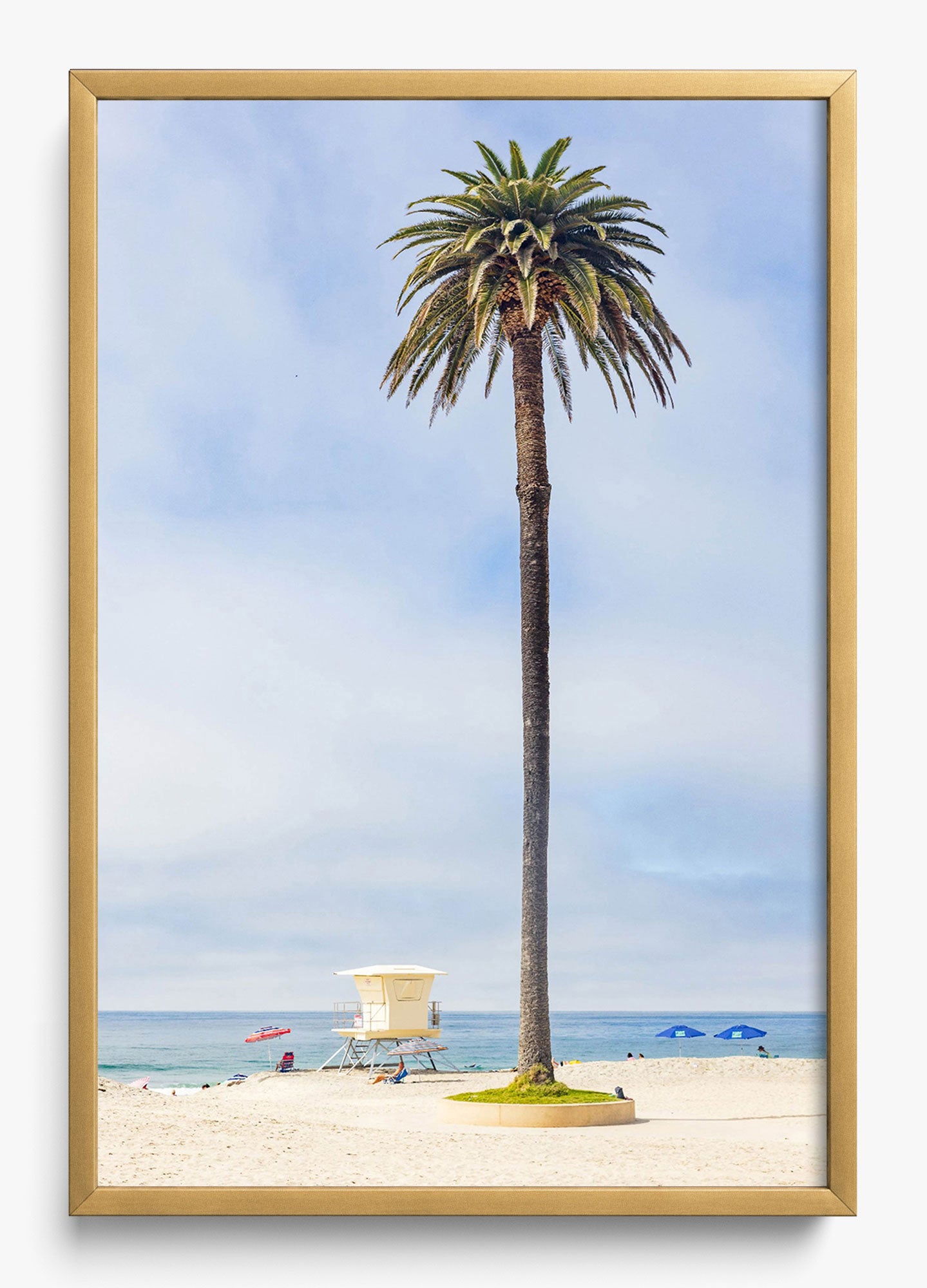 San Diego Palms