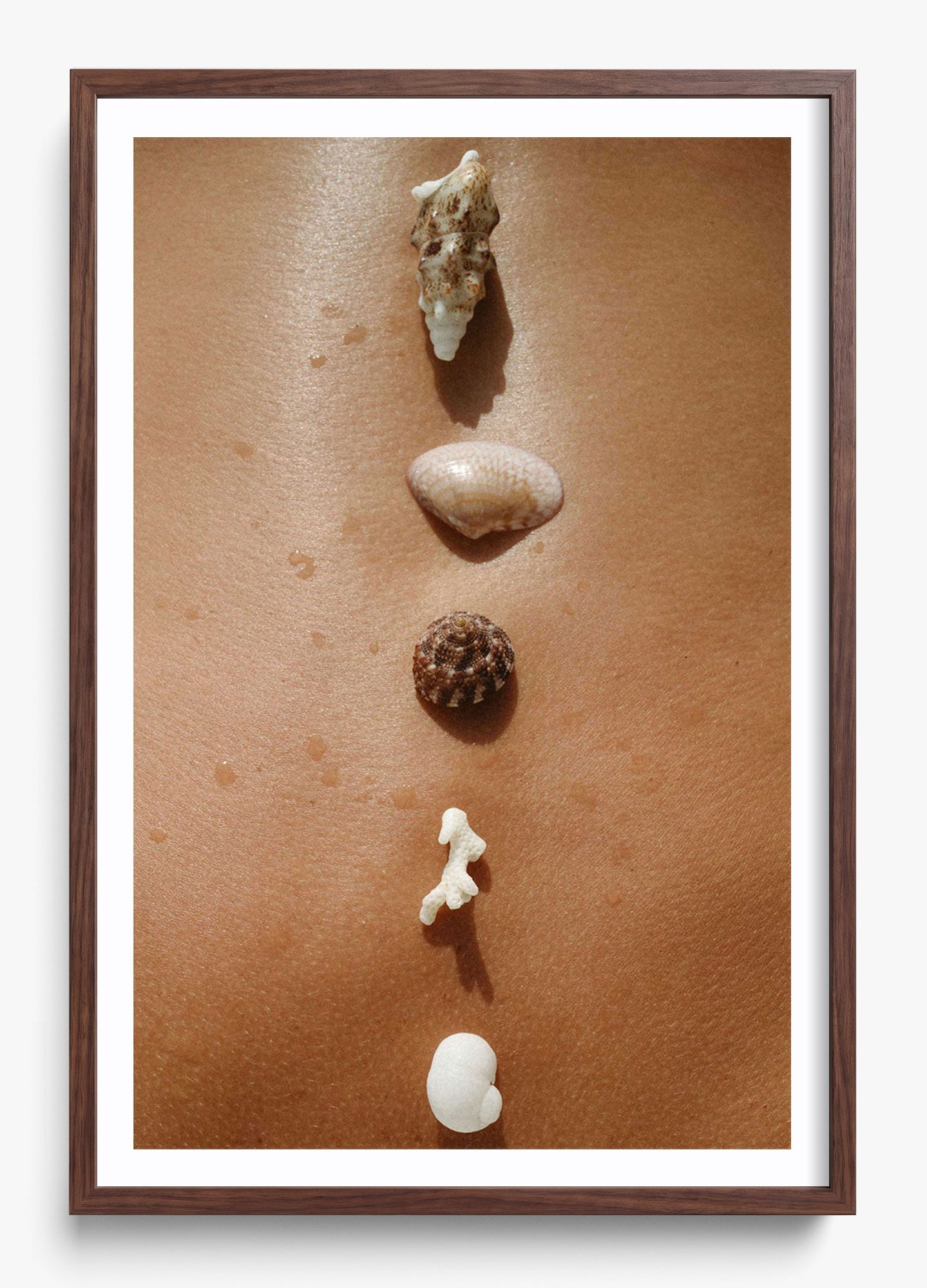 Seashells