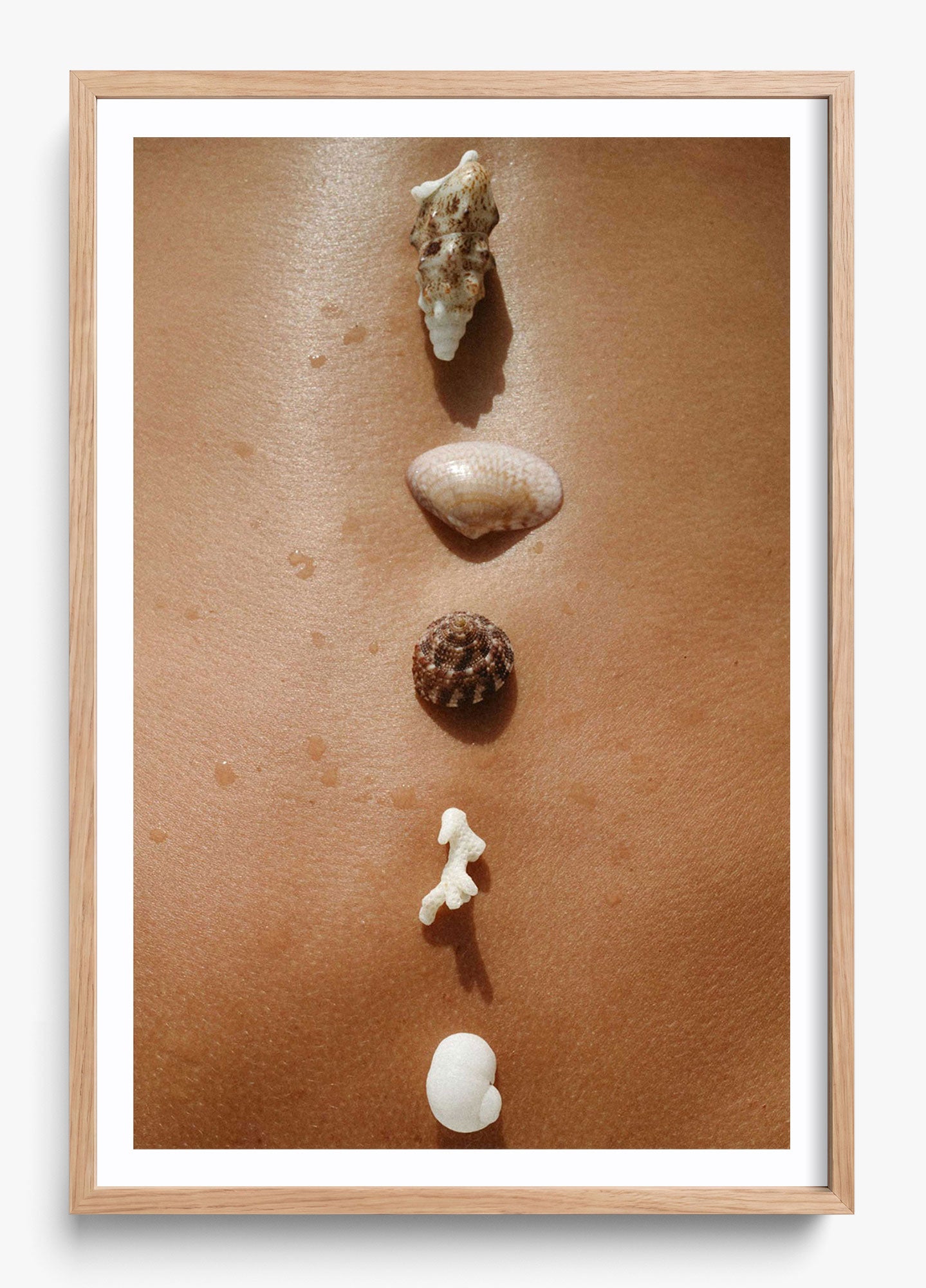 Seashells