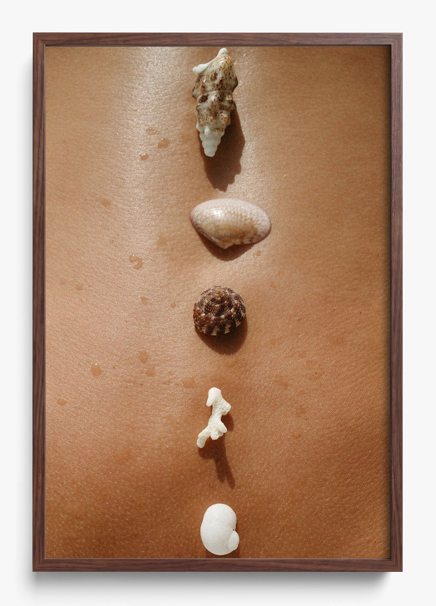 Seashells