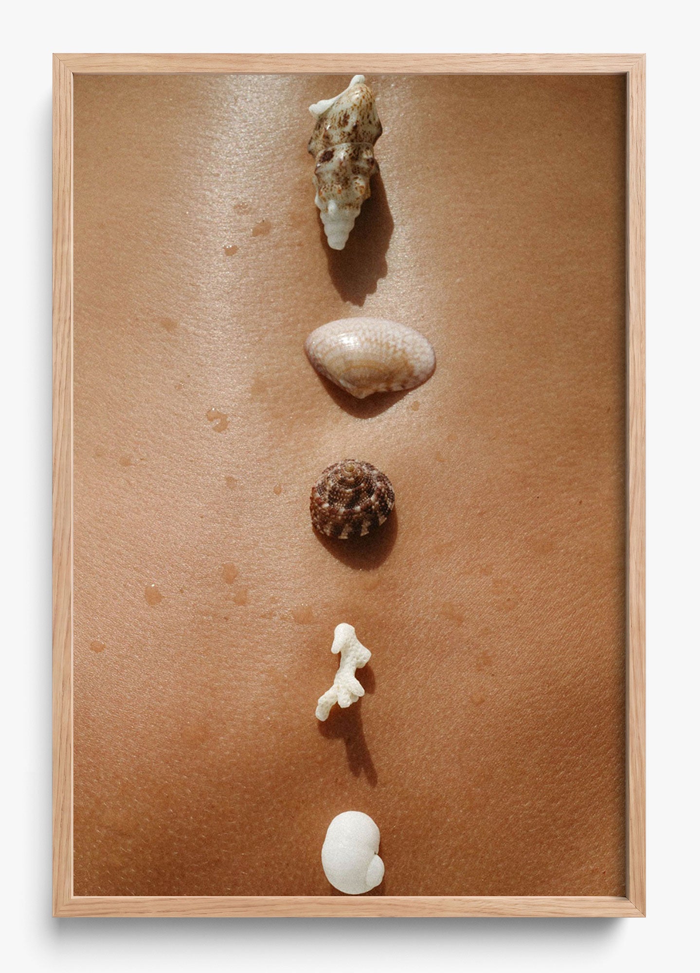 Seashells