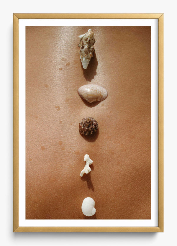 Seashells in a Gold frame