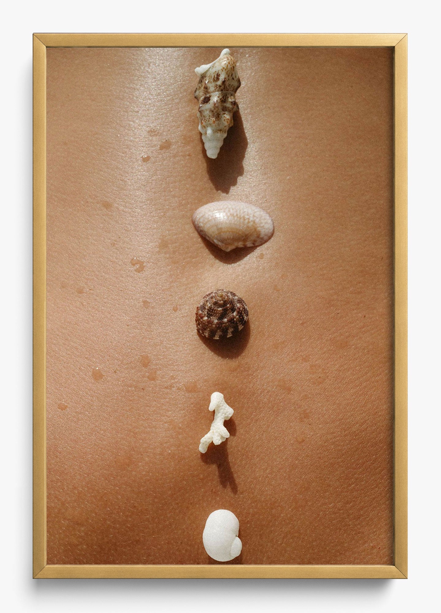 Seashells