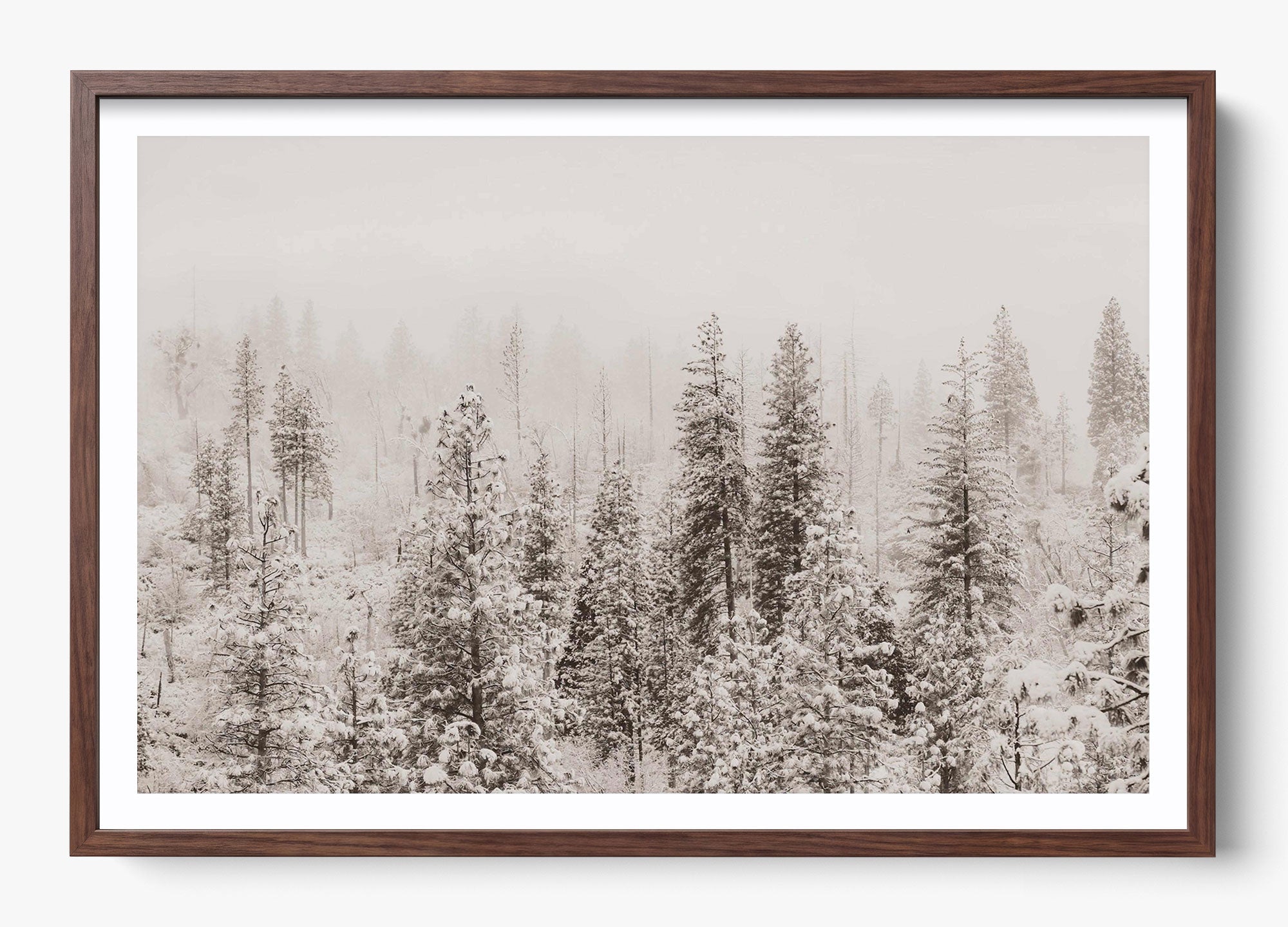 Snowfall In Yosemite