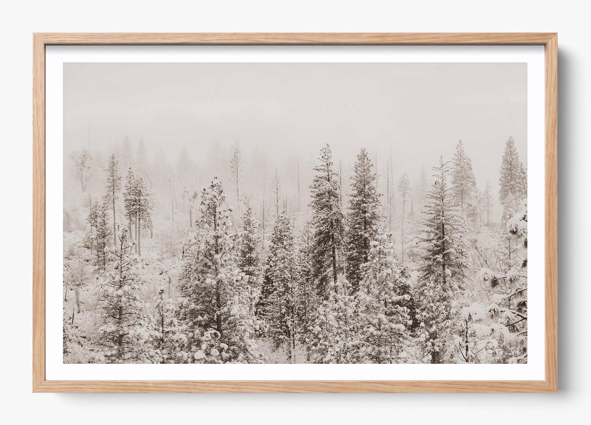 Snowfall In Yosemite
