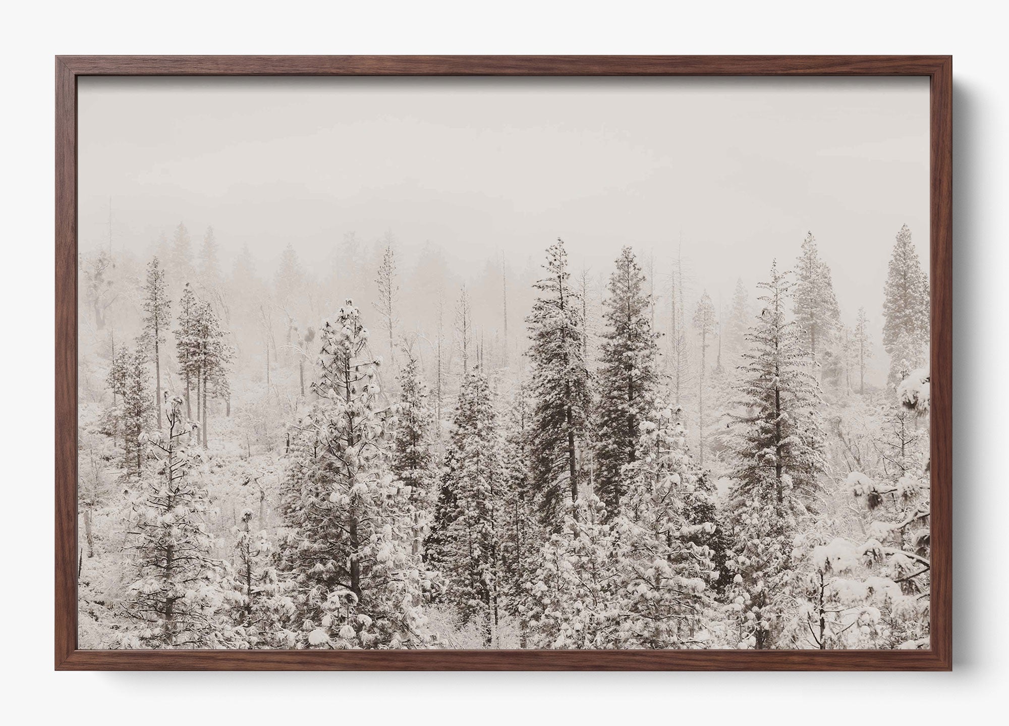 Snowfall In Yosemite