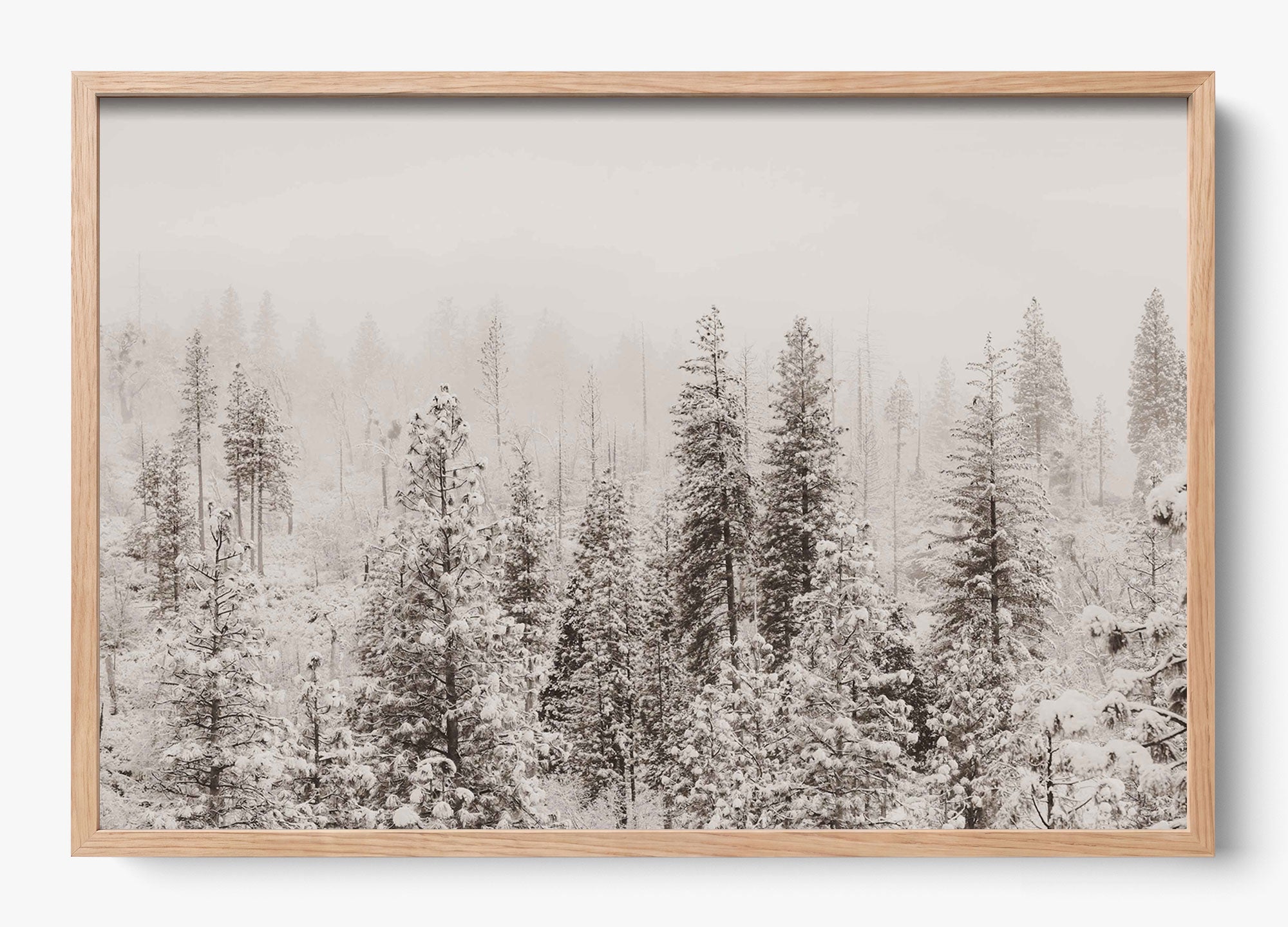 Snowfall In Yosemite
