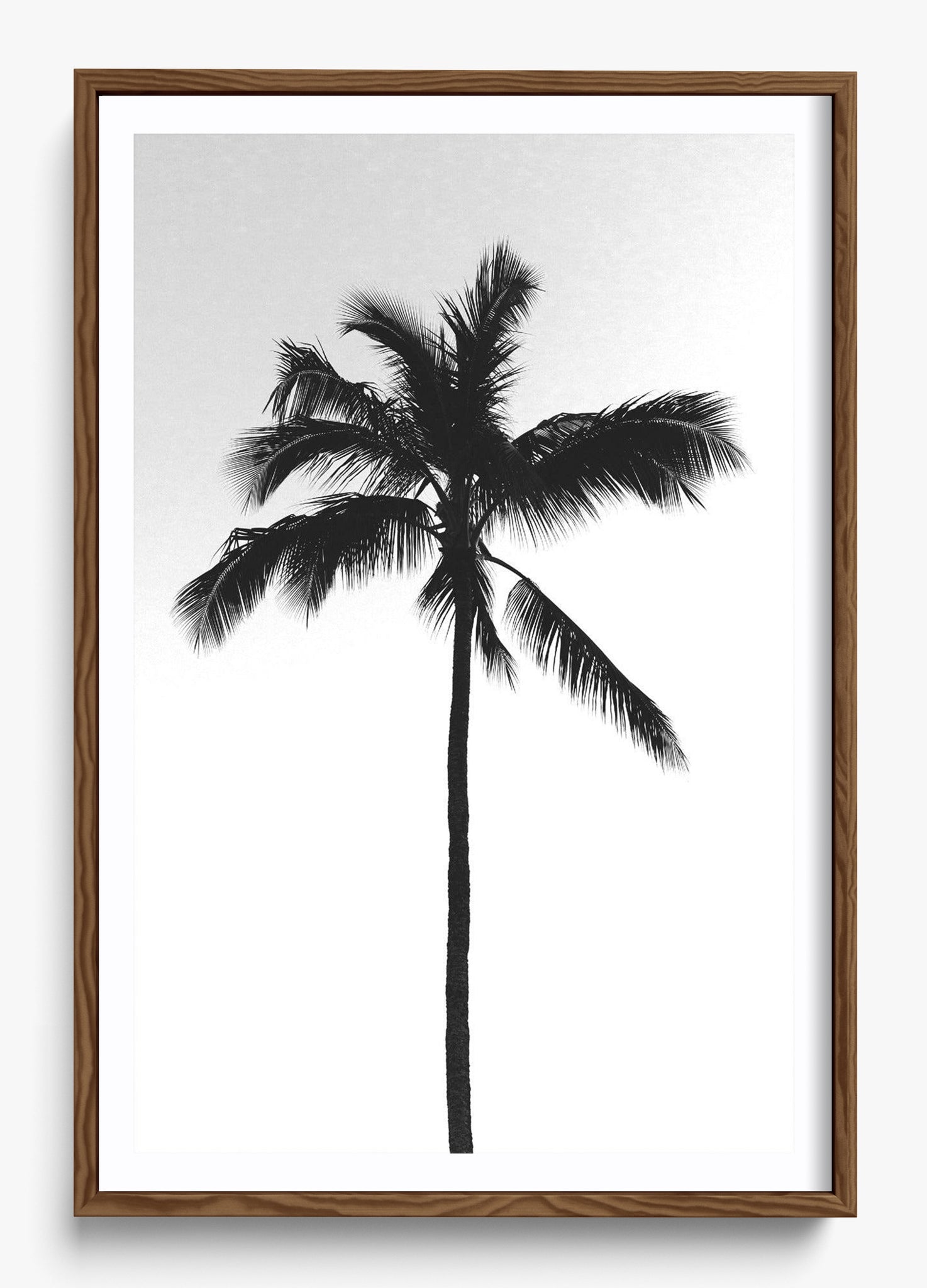 The Black Palm