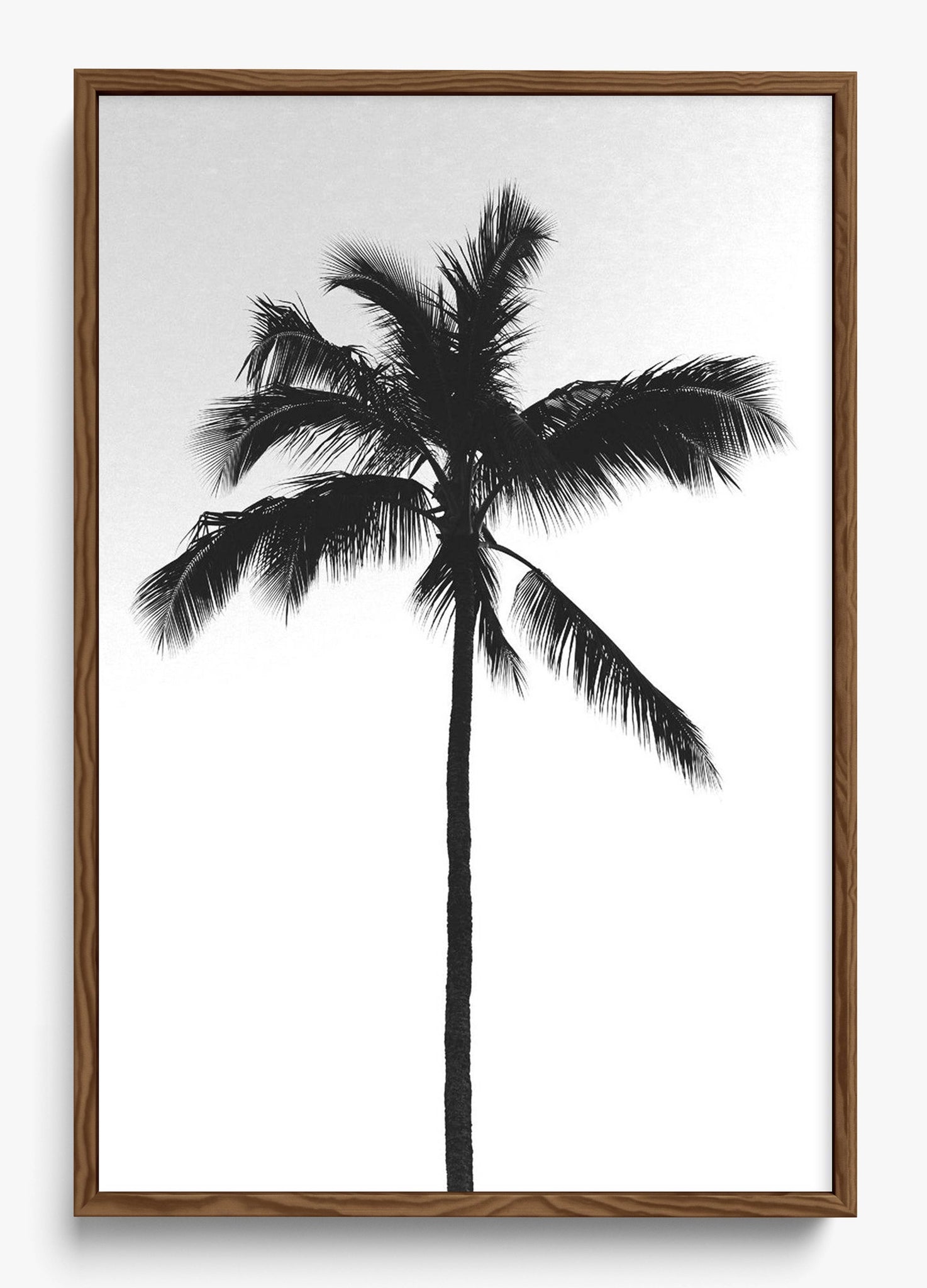 The Black Palm