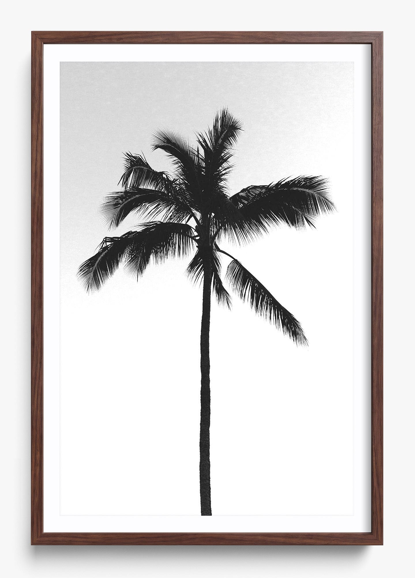 The Black Palm