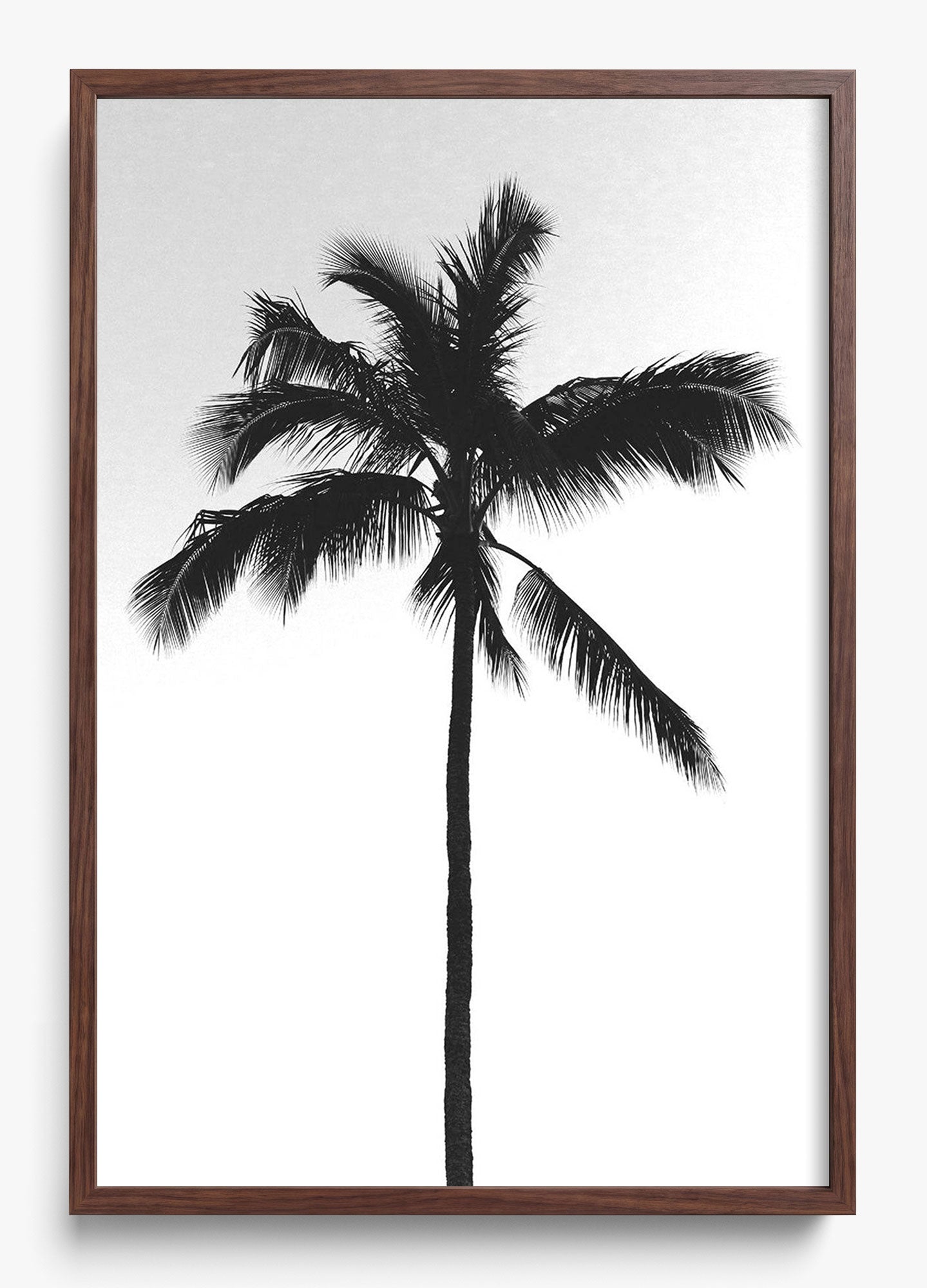 The Black Palm