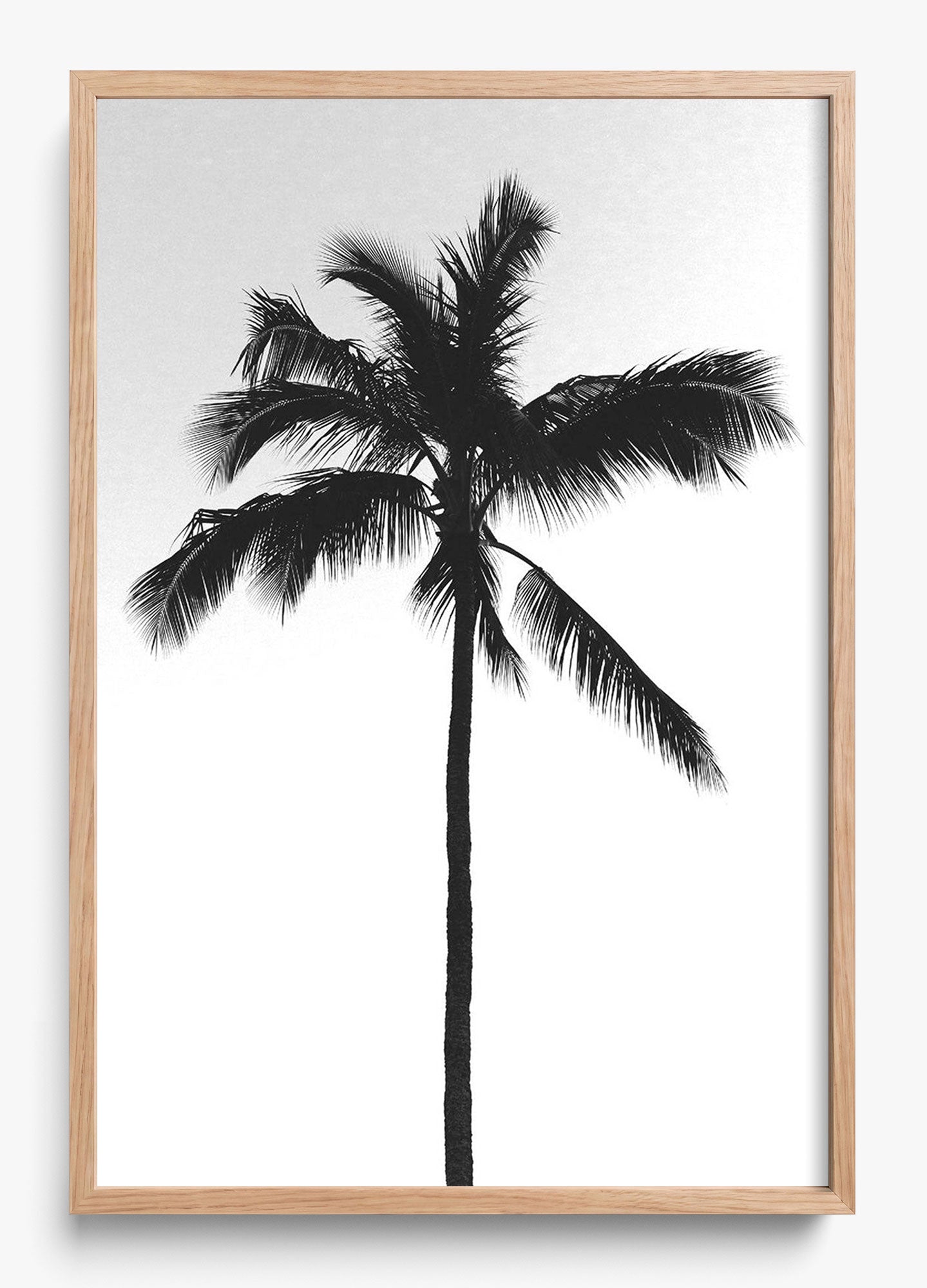 The Black Palm