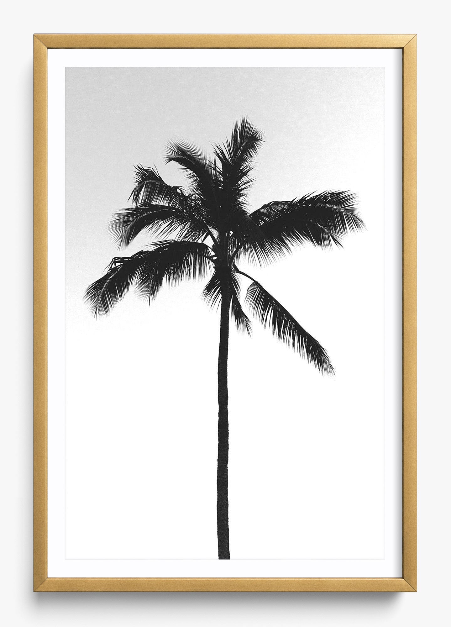 The Black Palm