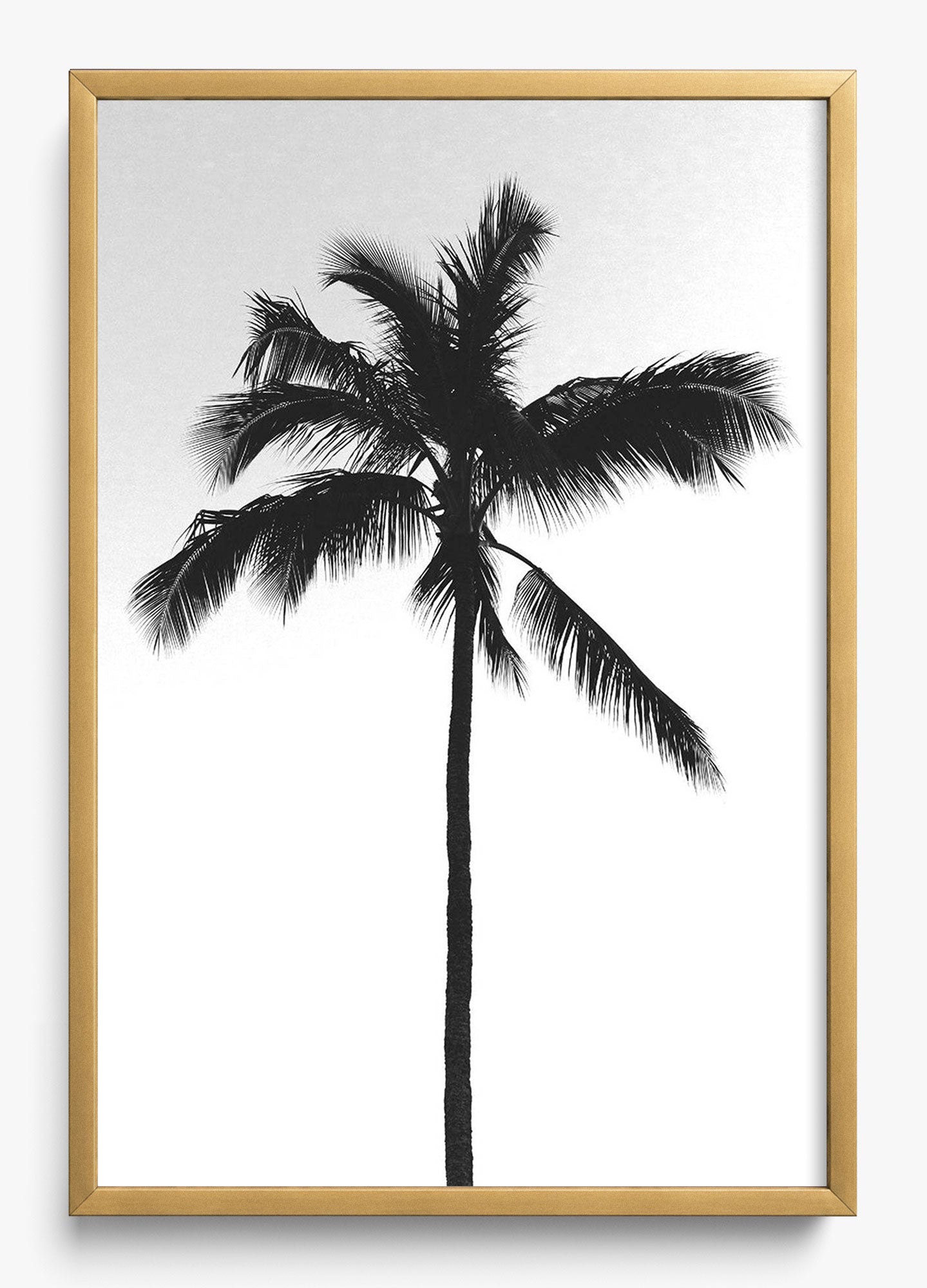 The Black Palm