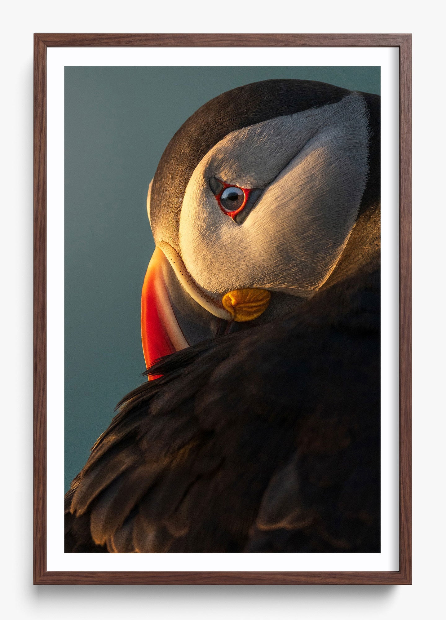 The Irish Puffin