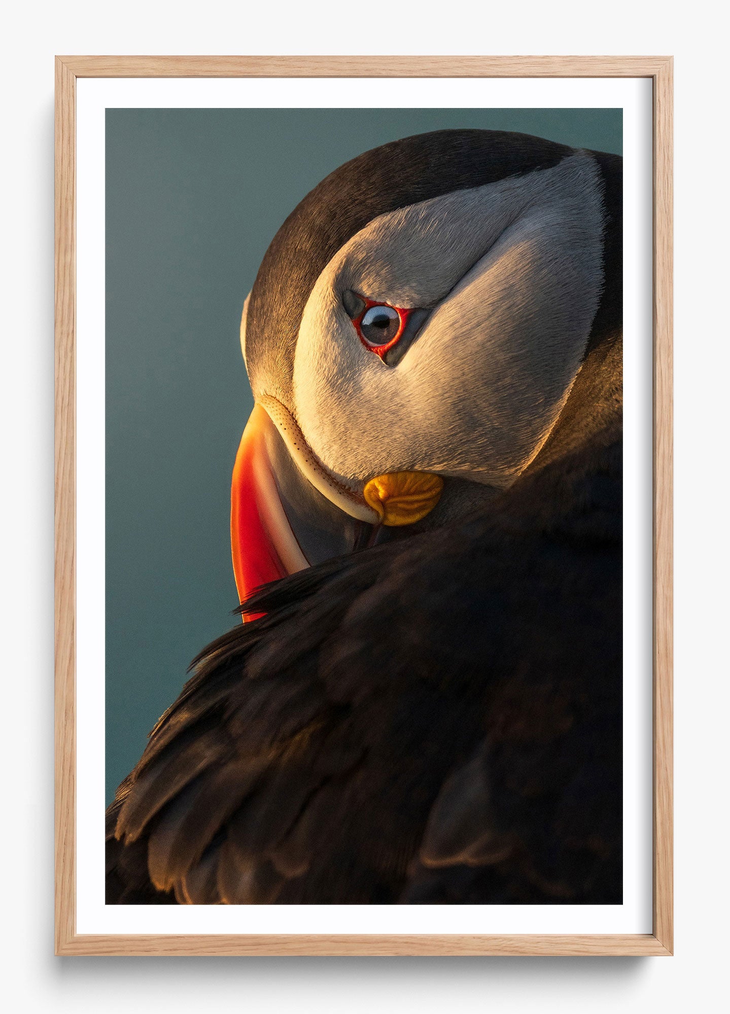 The Irish Puffin
