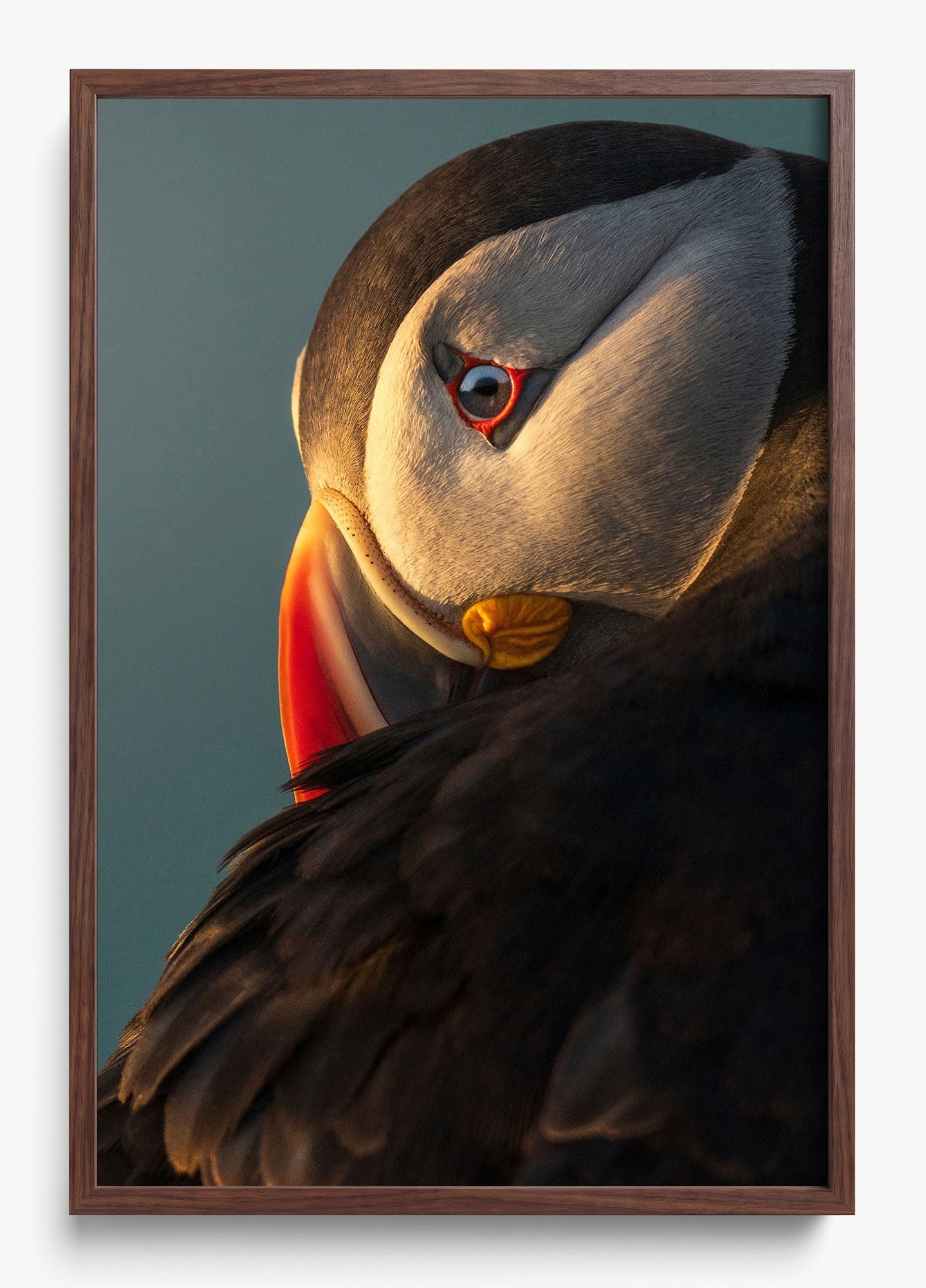 The Irish Puffin
