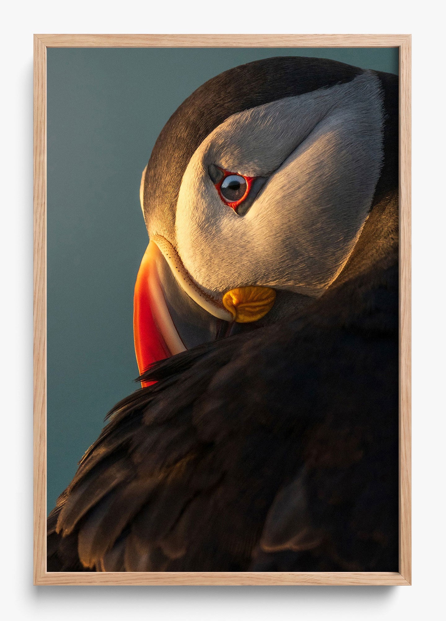 The Irish Puffin