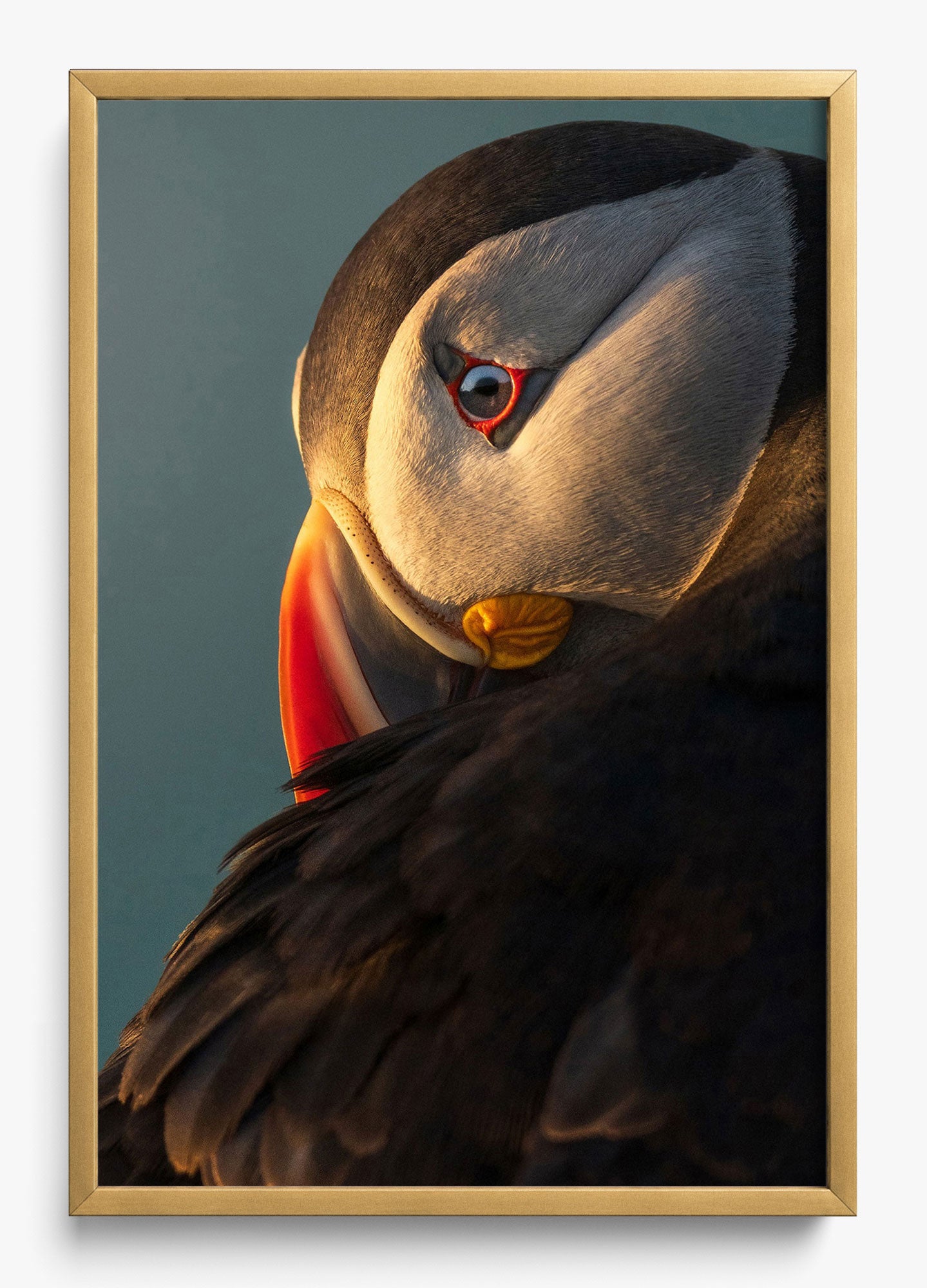 The Irish Puffin