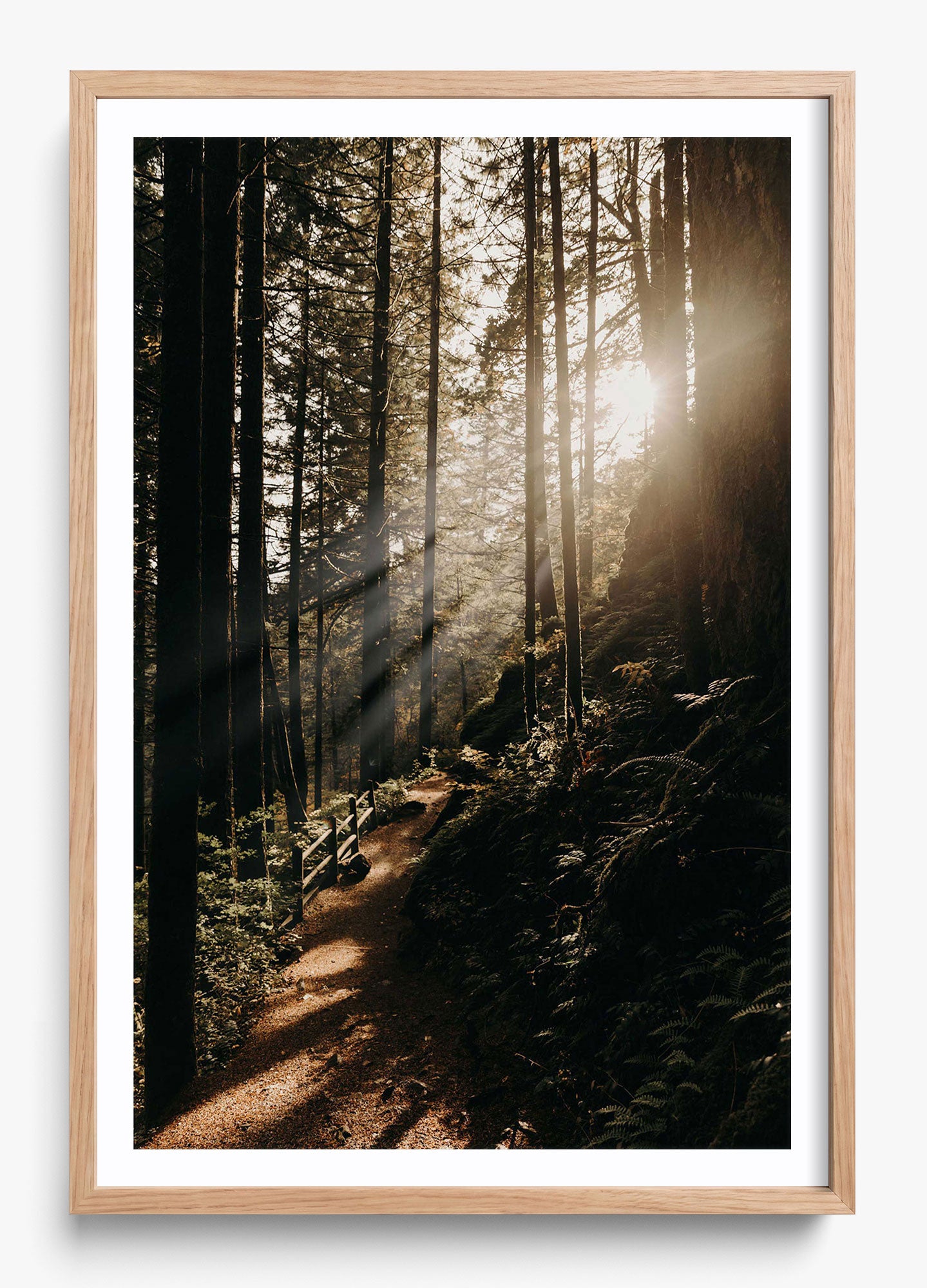 The Morning Sun