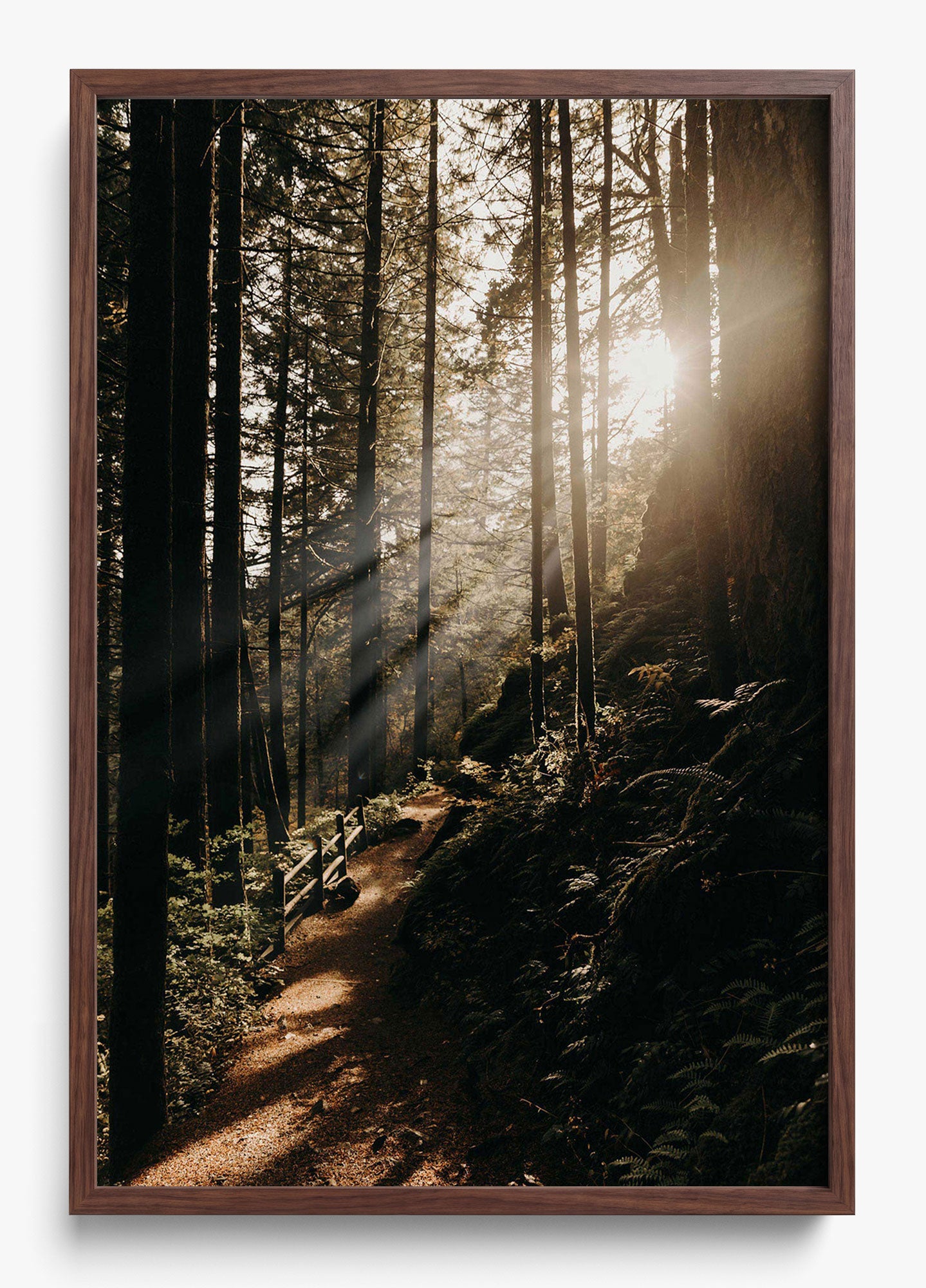 The Morning Sun