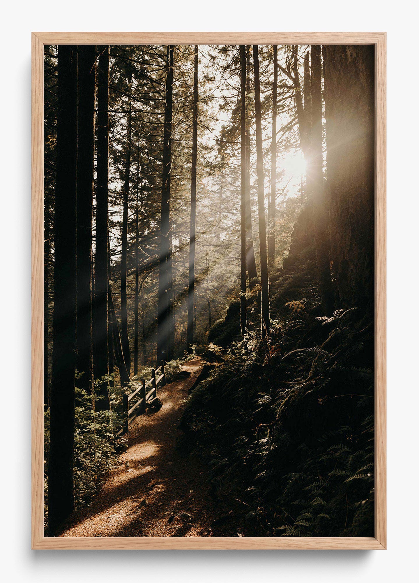 The Morning Sun