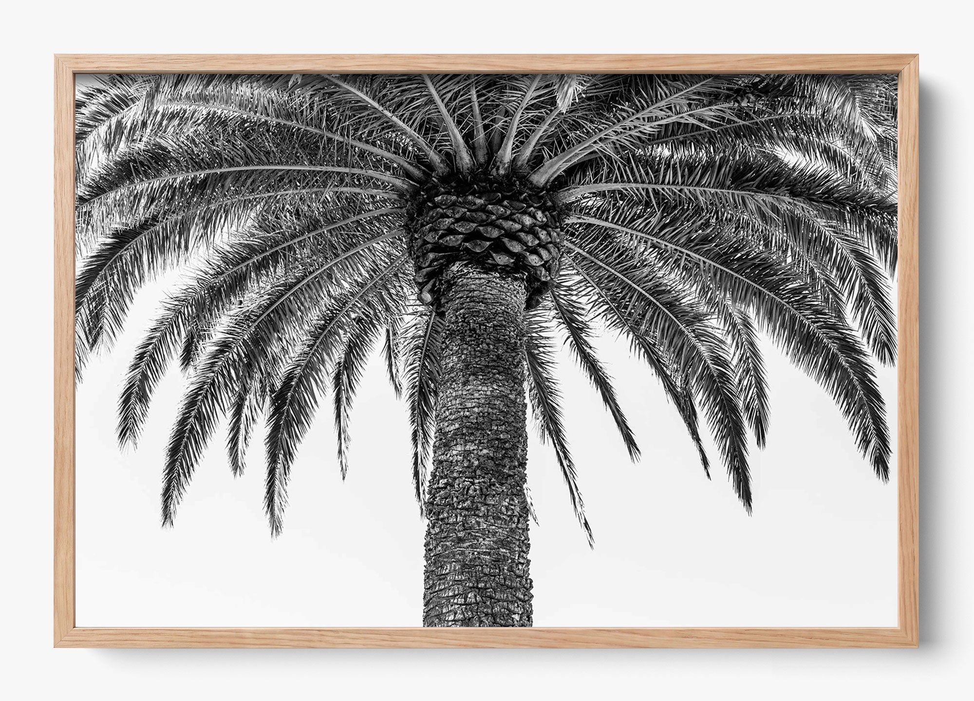The Queen Palm