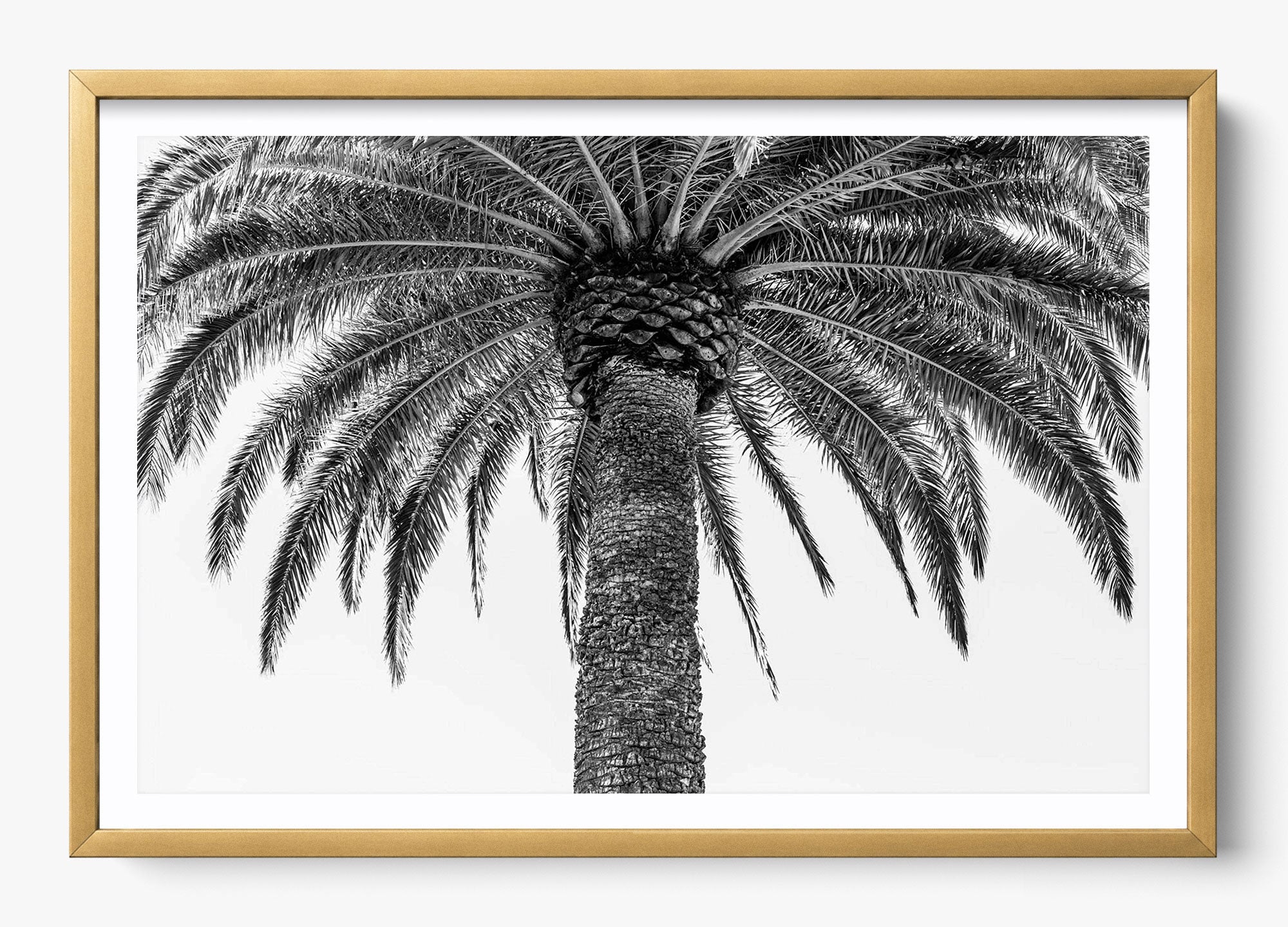 The Queen Palm