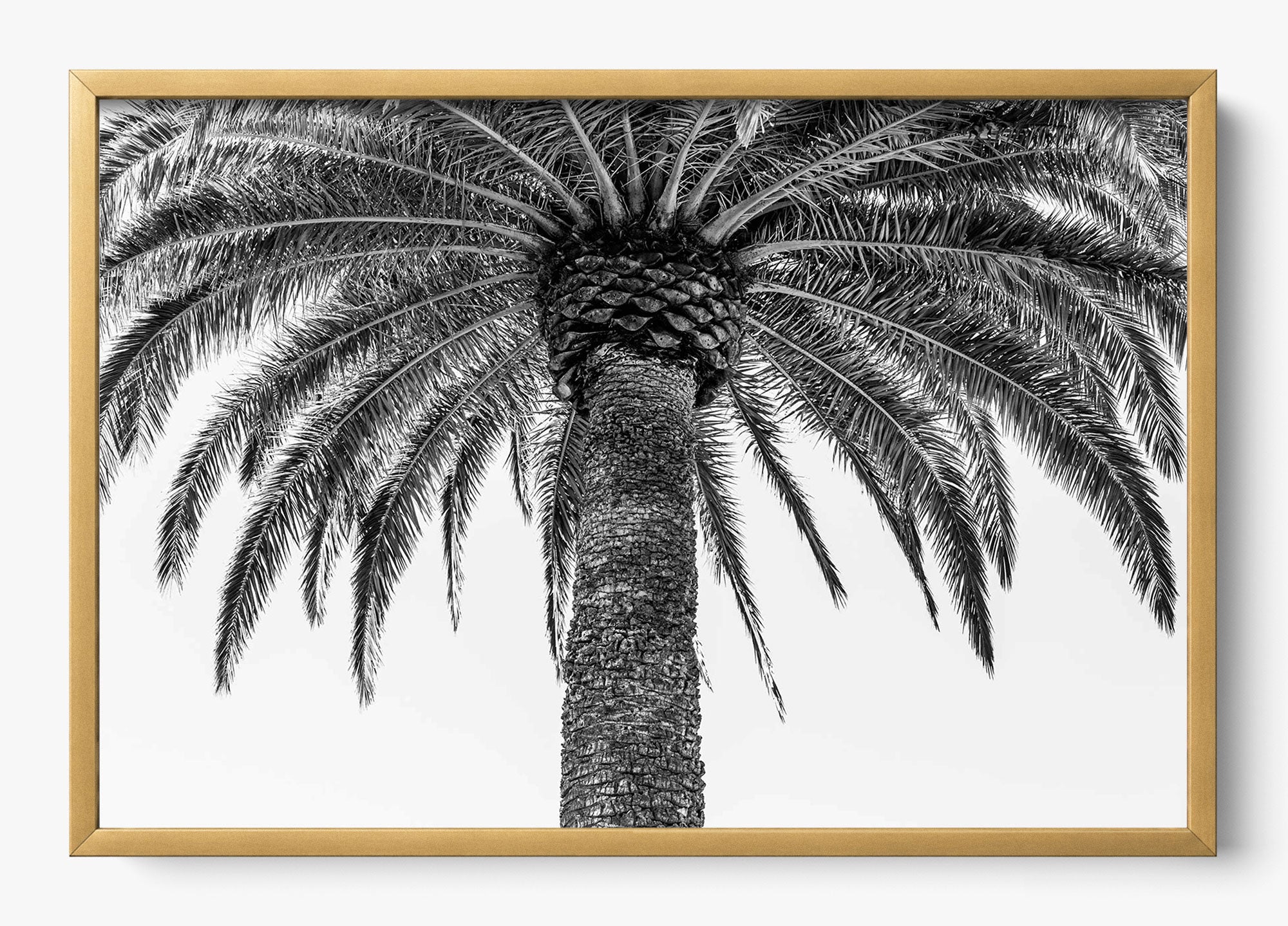 The Queen Palm