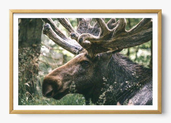Was Wild Once in a Gold frame