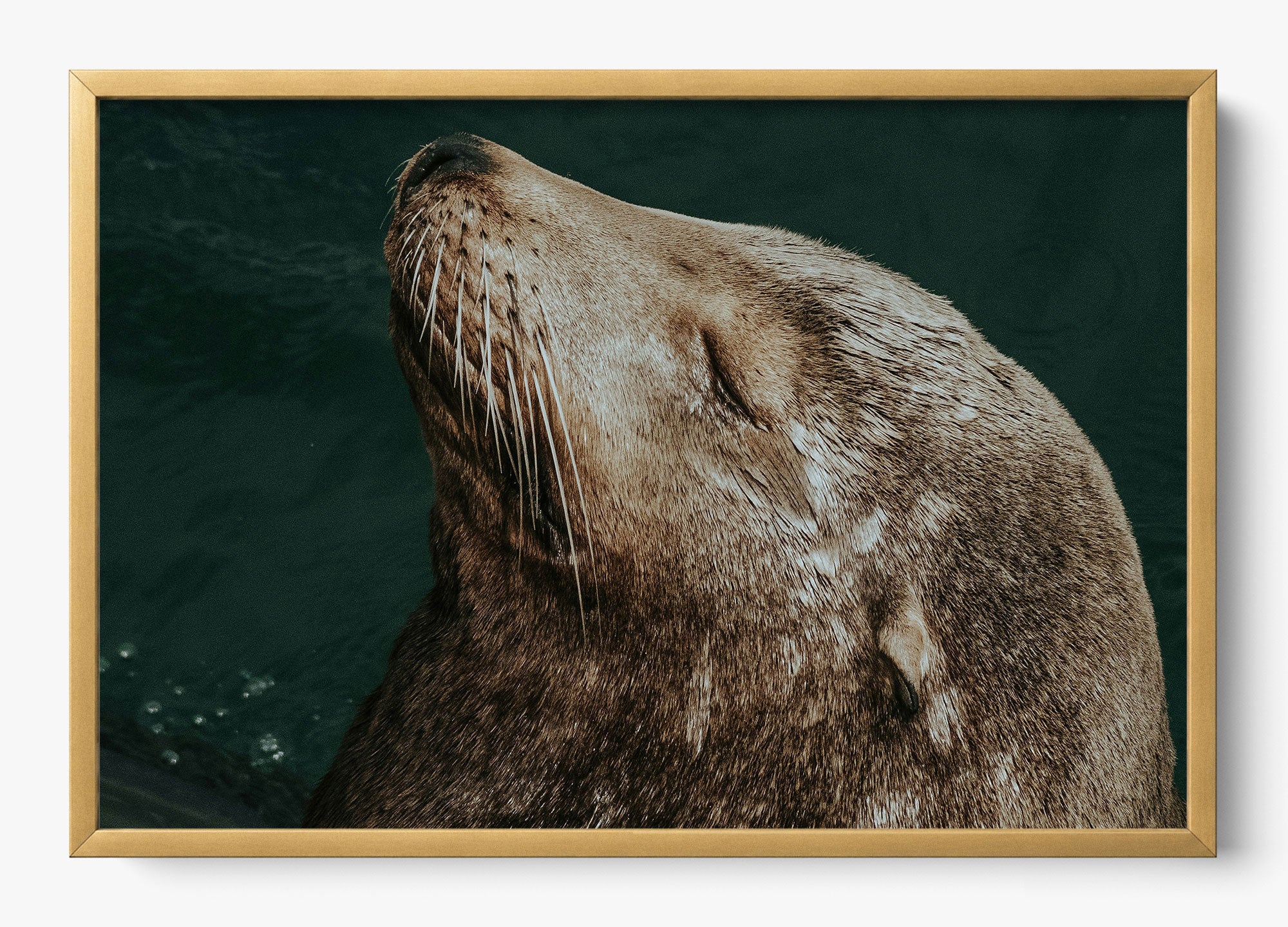 Whiskers And Waves