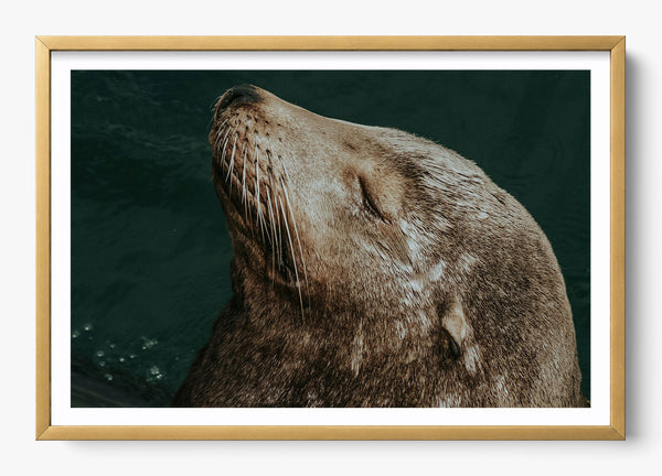 Whiskers And Waves in a Gold frame