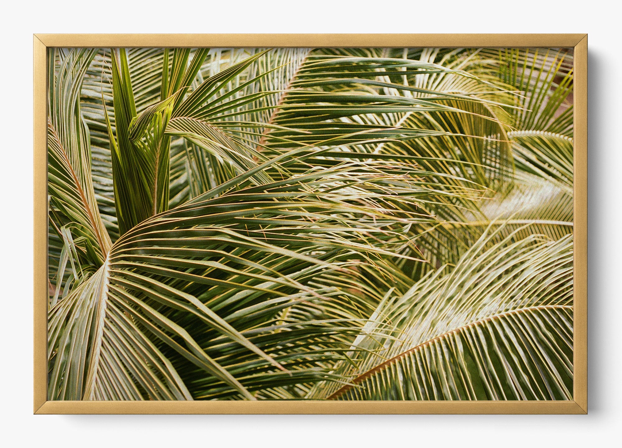 Whispering Palms