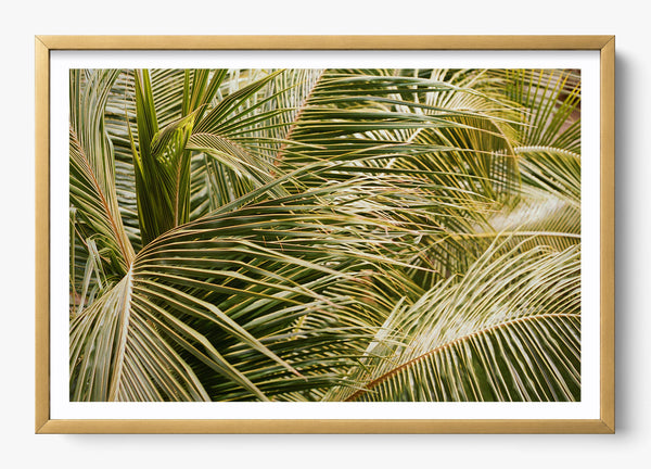 Whispering Palms in a Gold frame