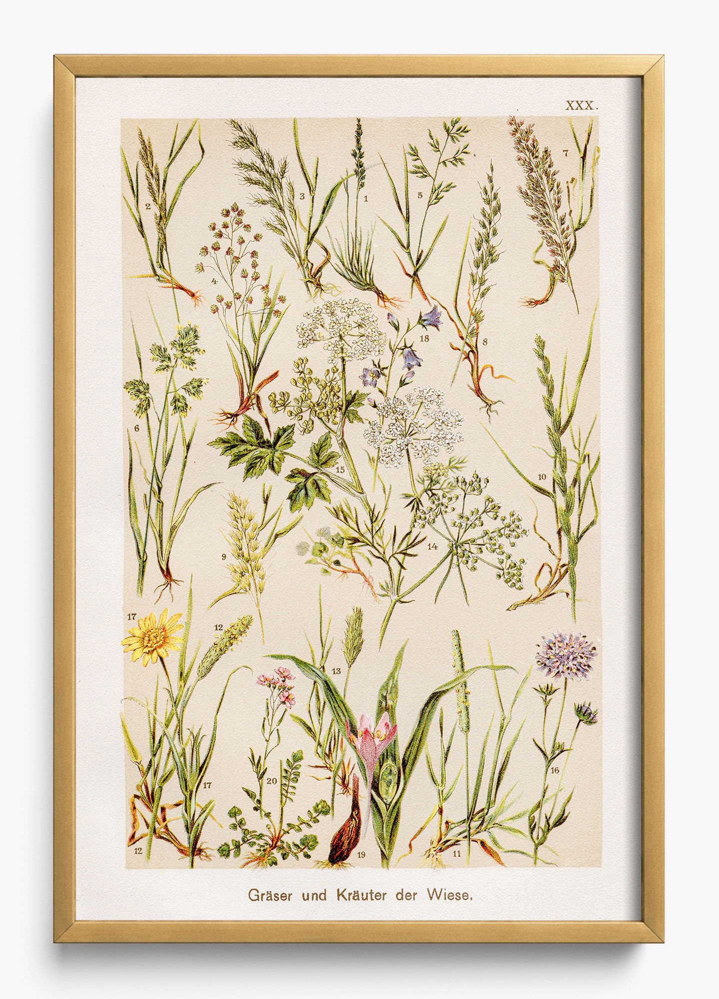 Wild Meadow