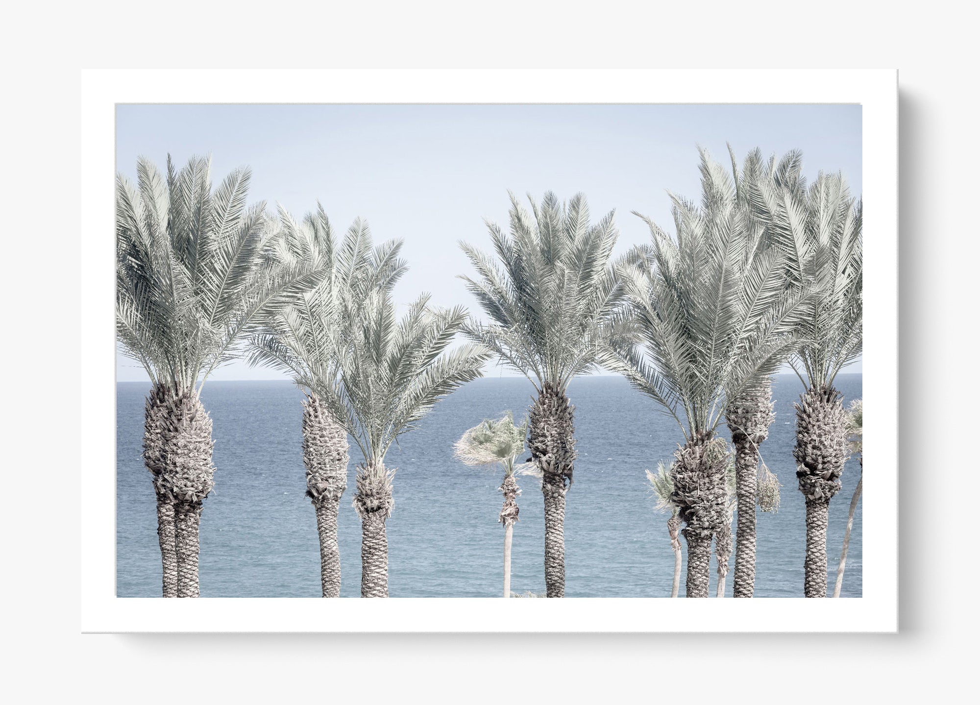 Cabo Palms