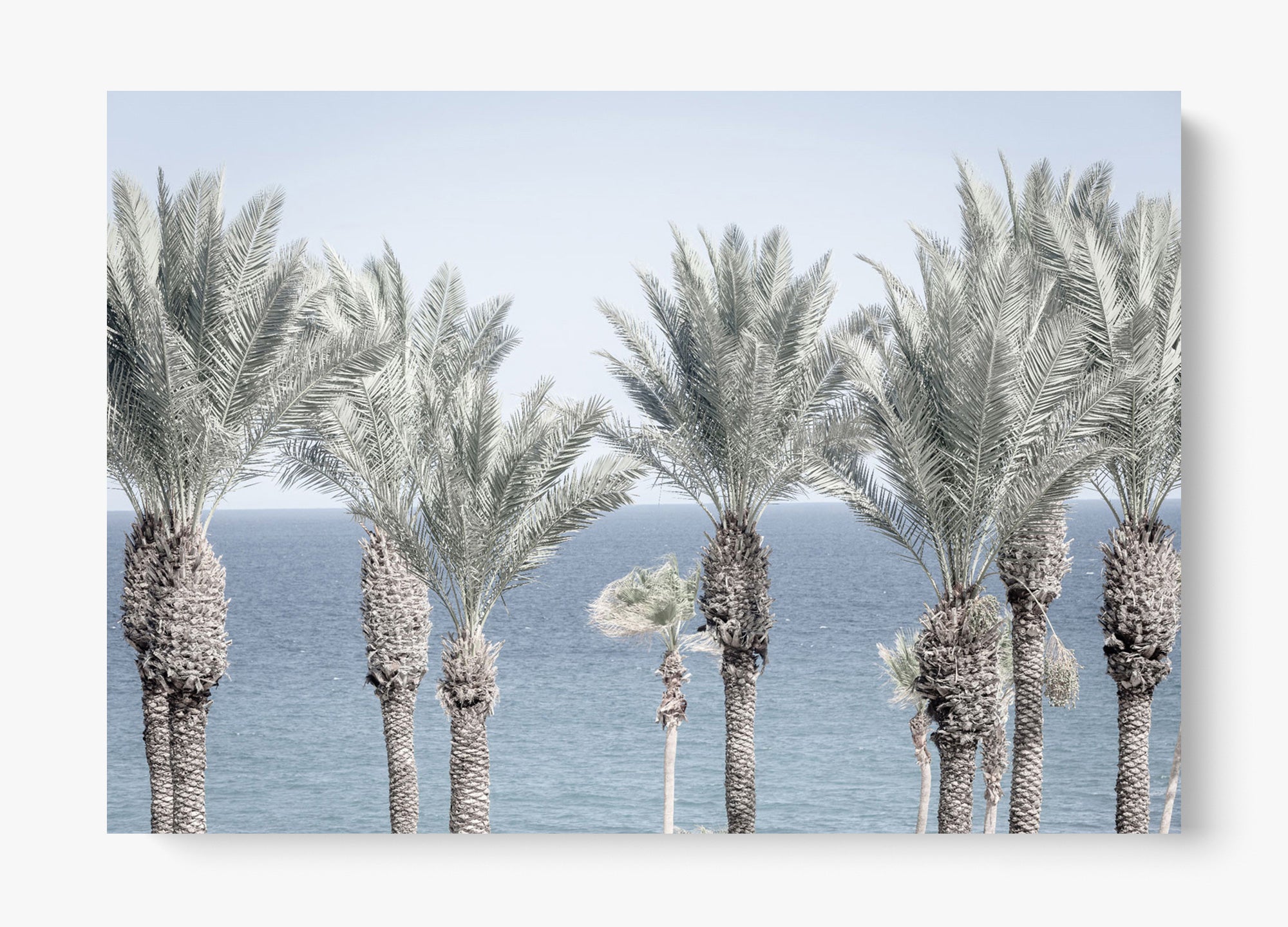 Cabo Palms
