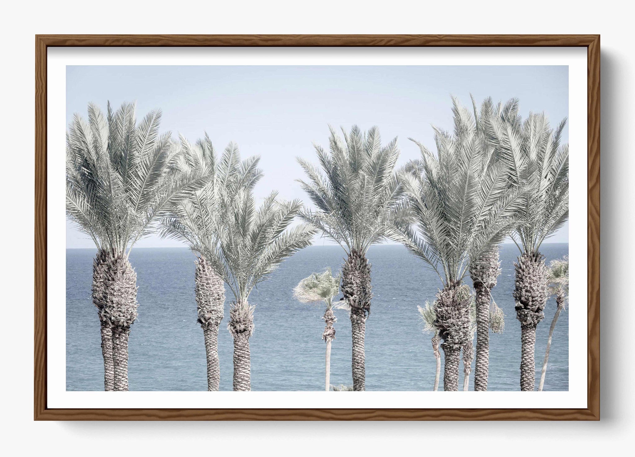 Cabo Palms