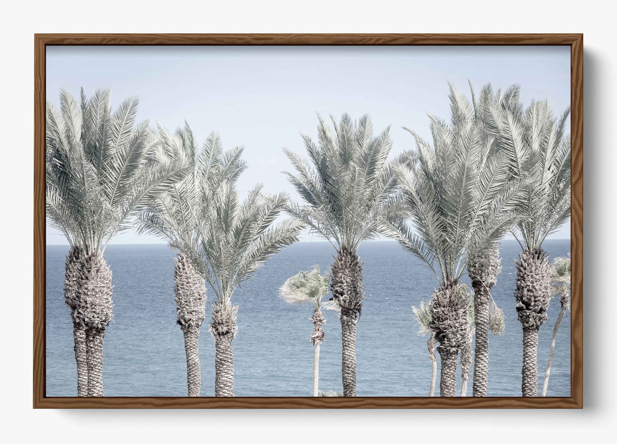 Cabo Palms